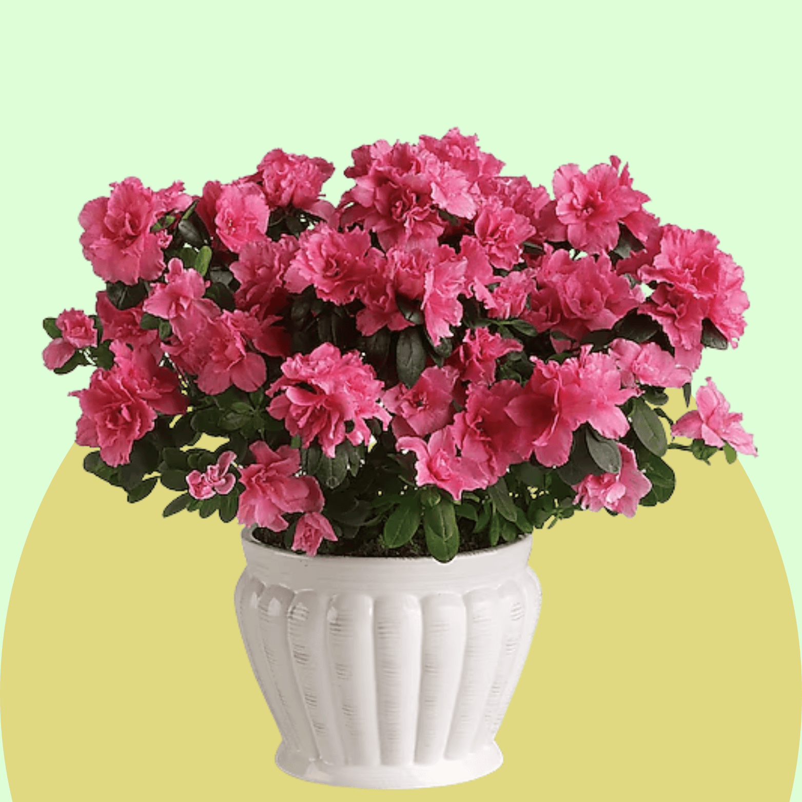Azalea