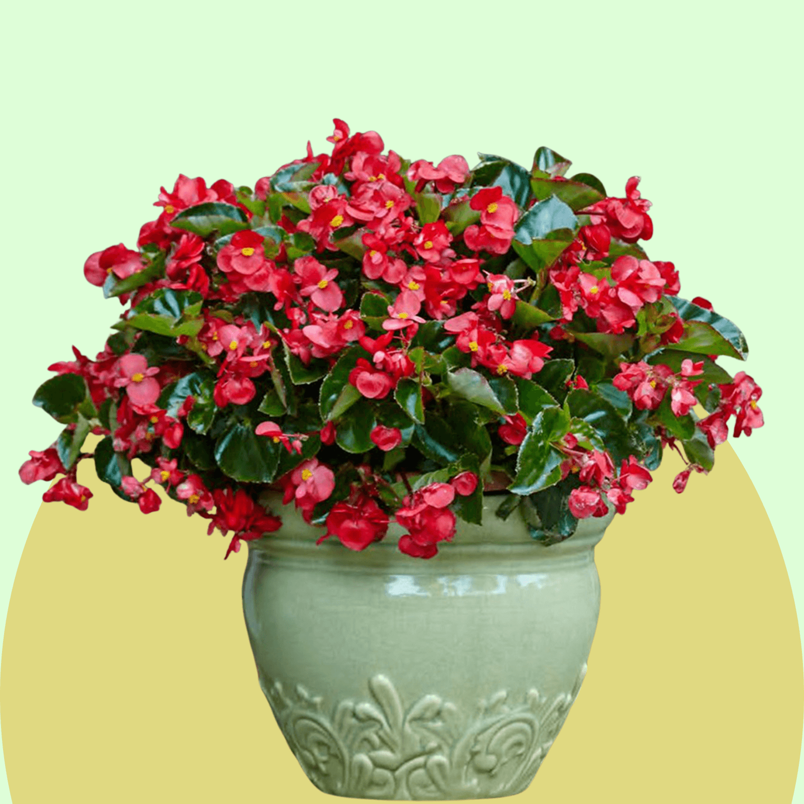 Begonia rex