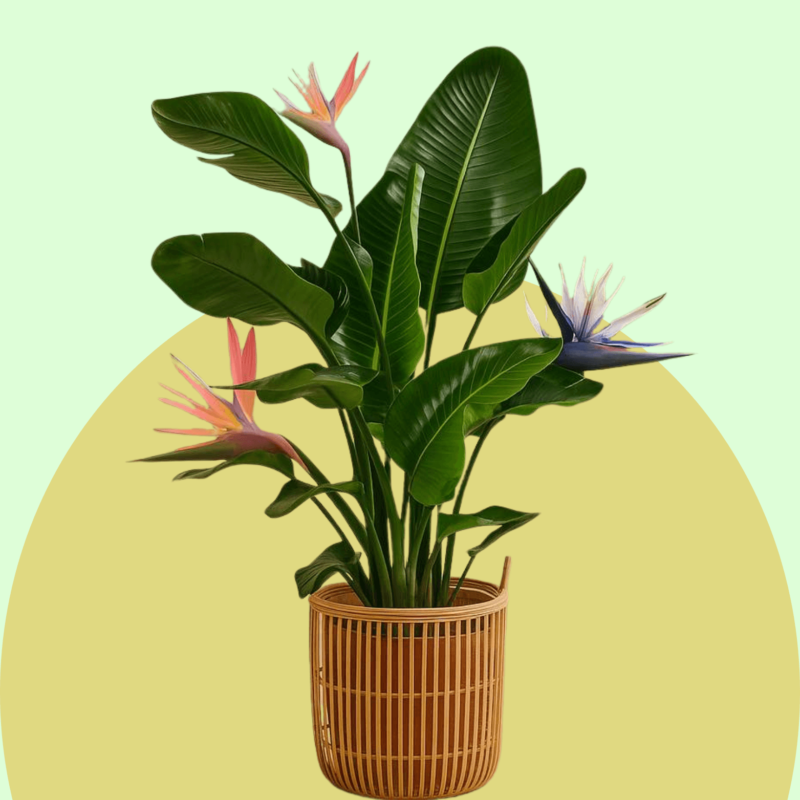 Bird of Paradise