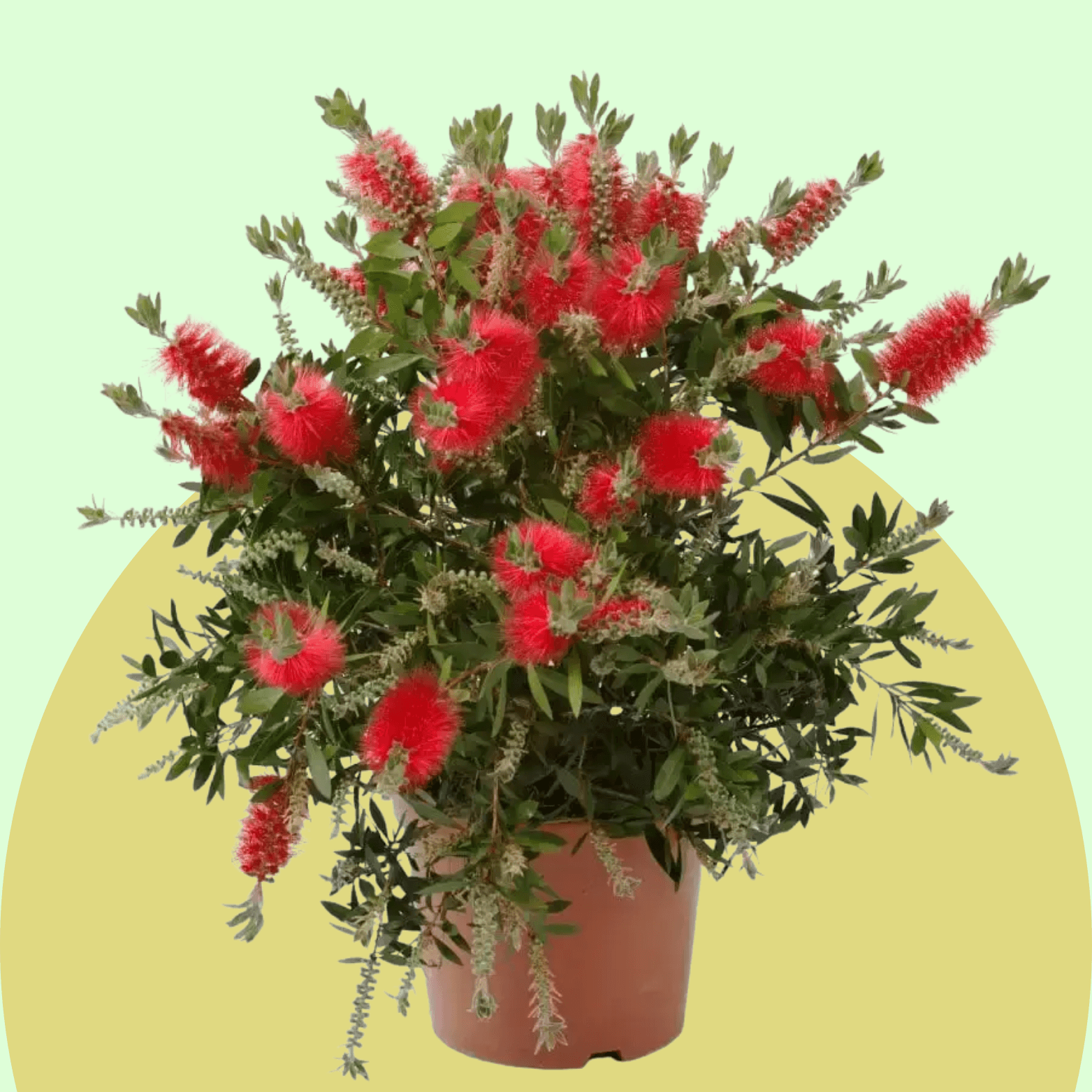 Bottlebrush