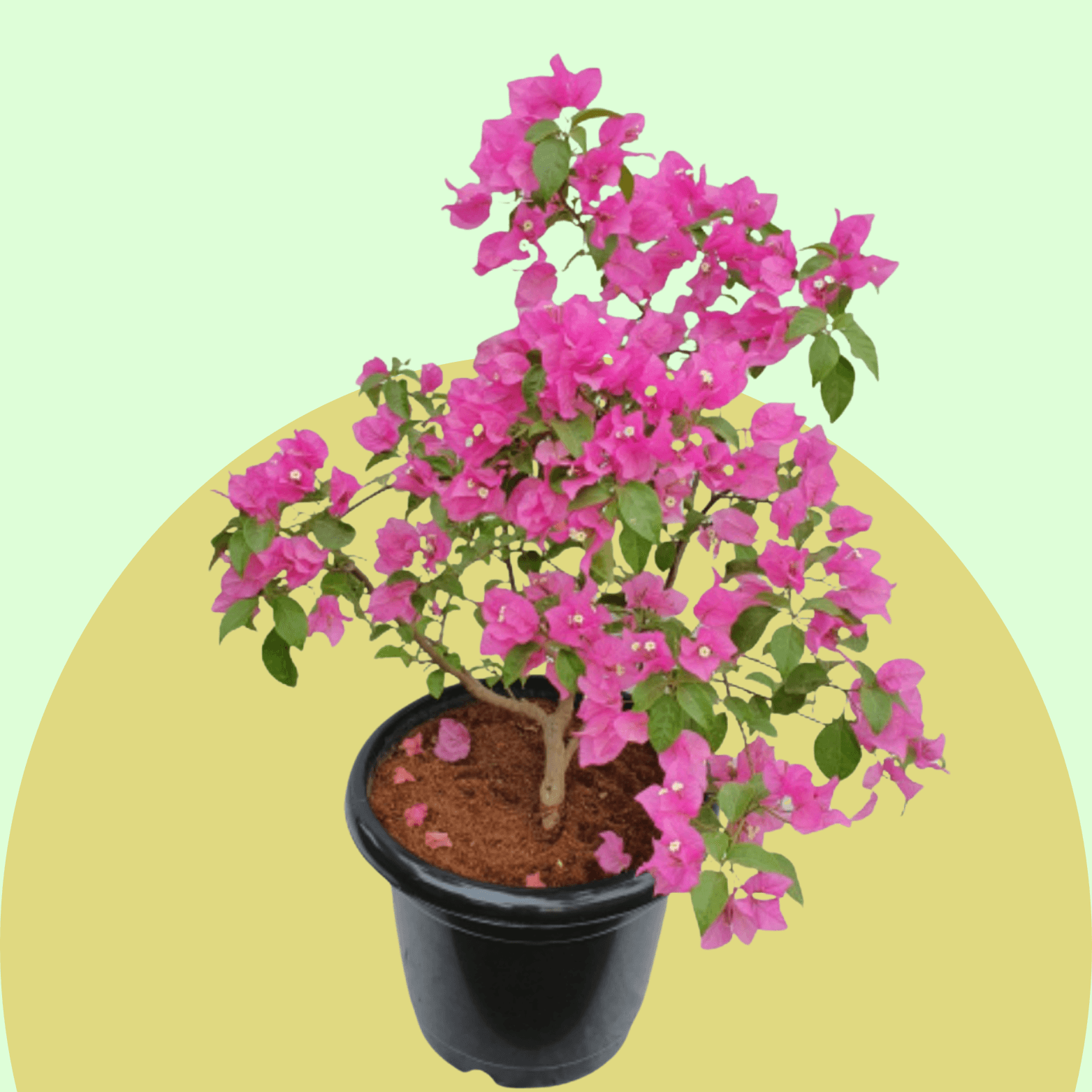 Bougainvillea