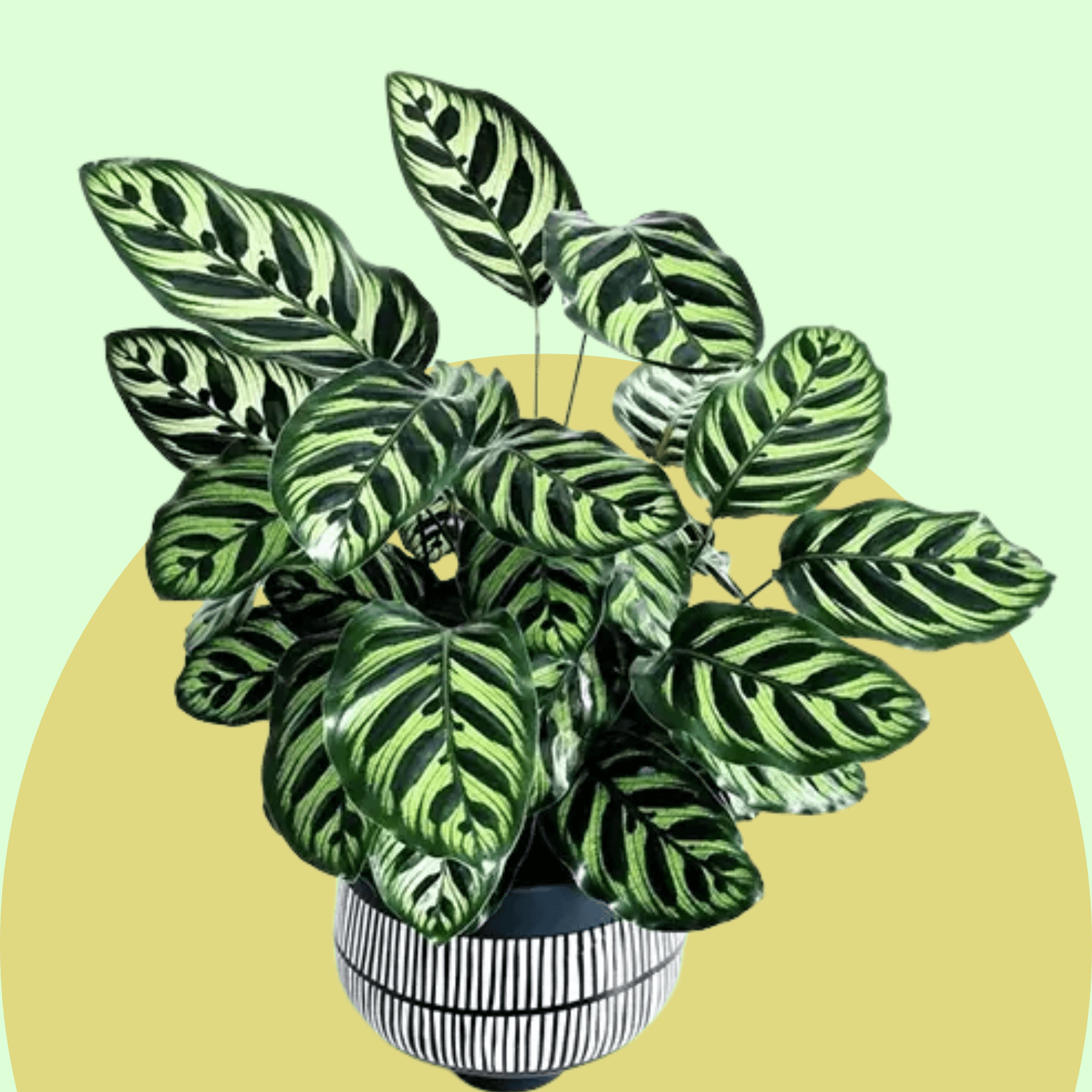 Calathea