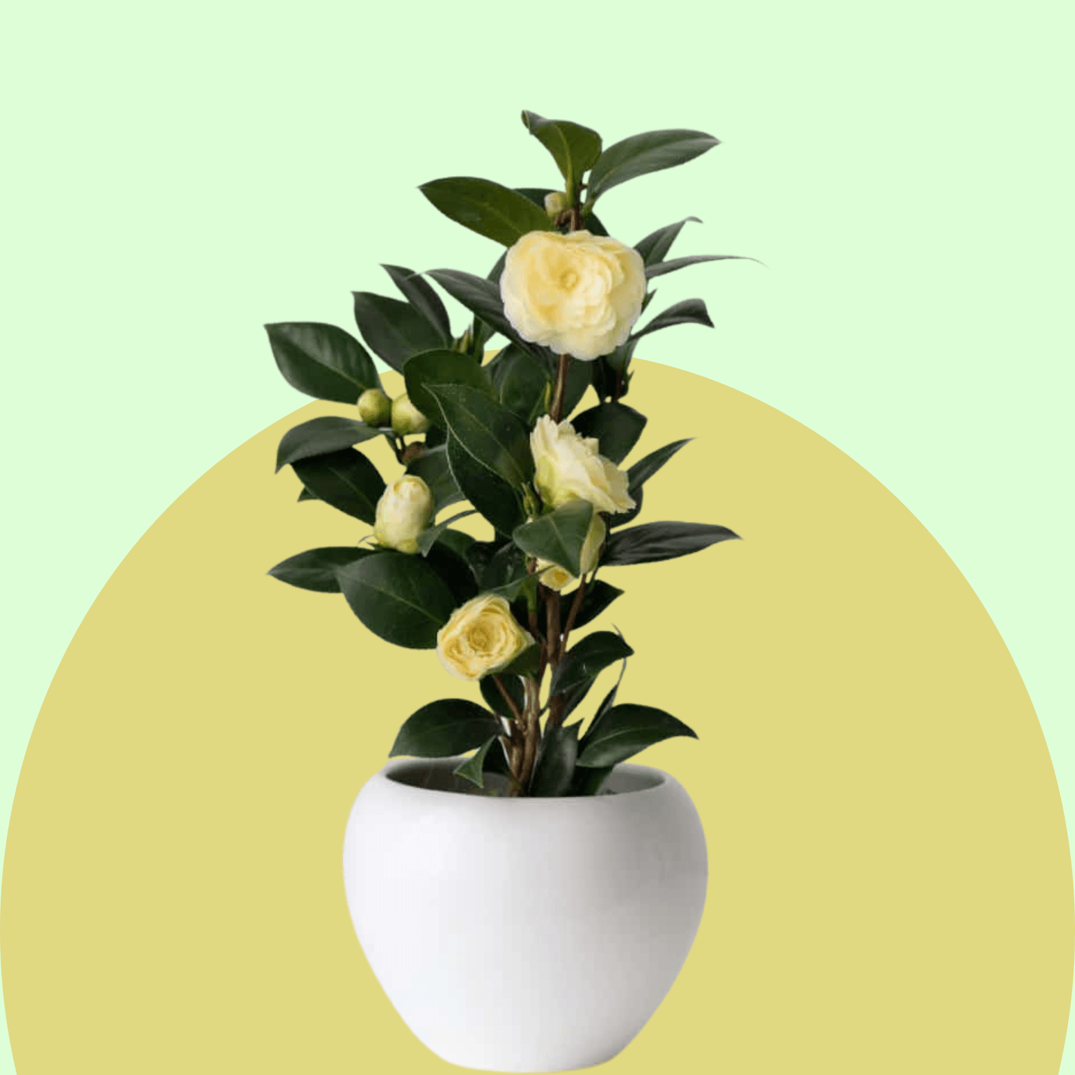 Camellia