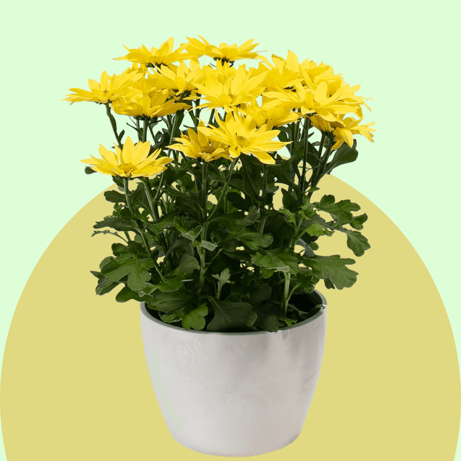 Chrysanthemum