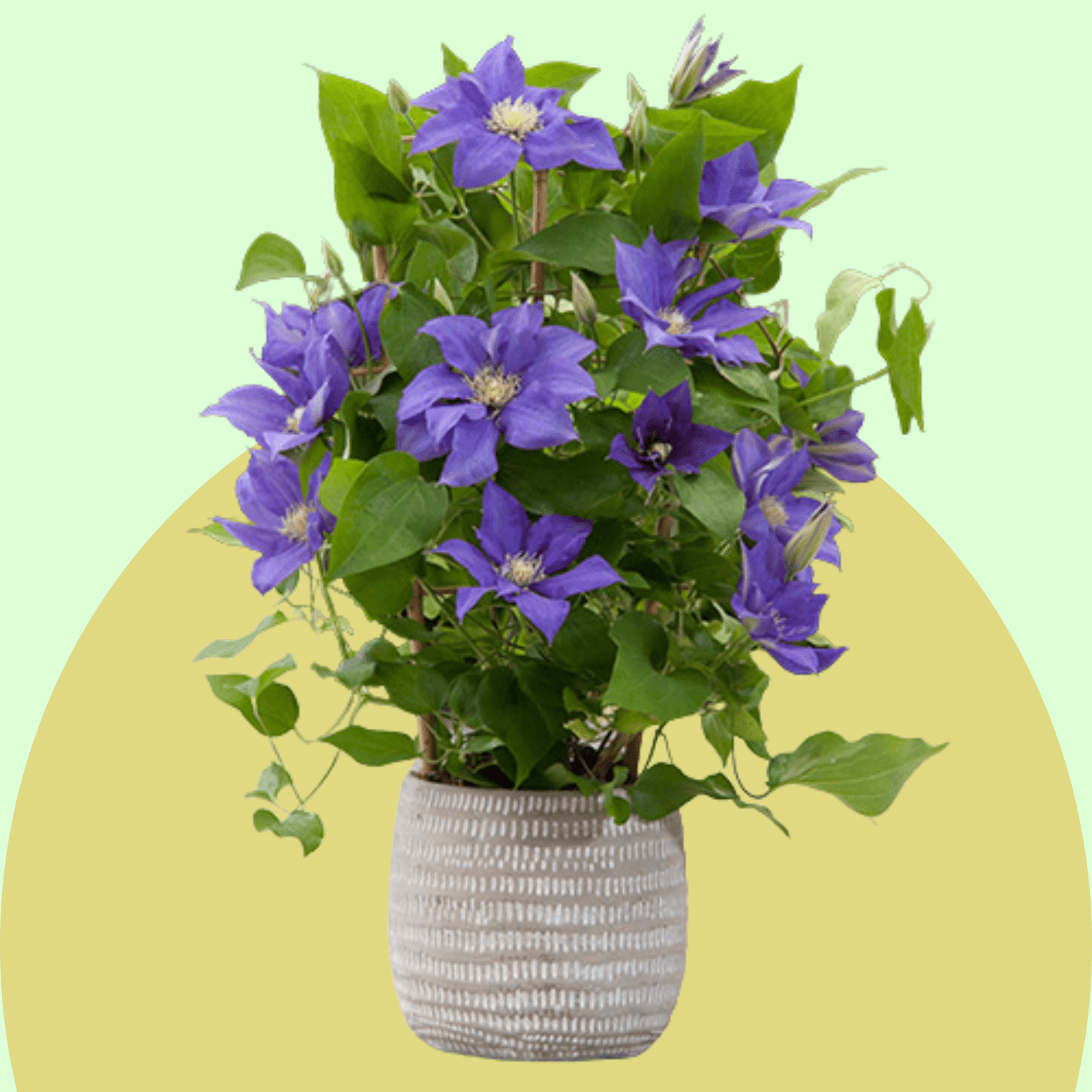 Clematis