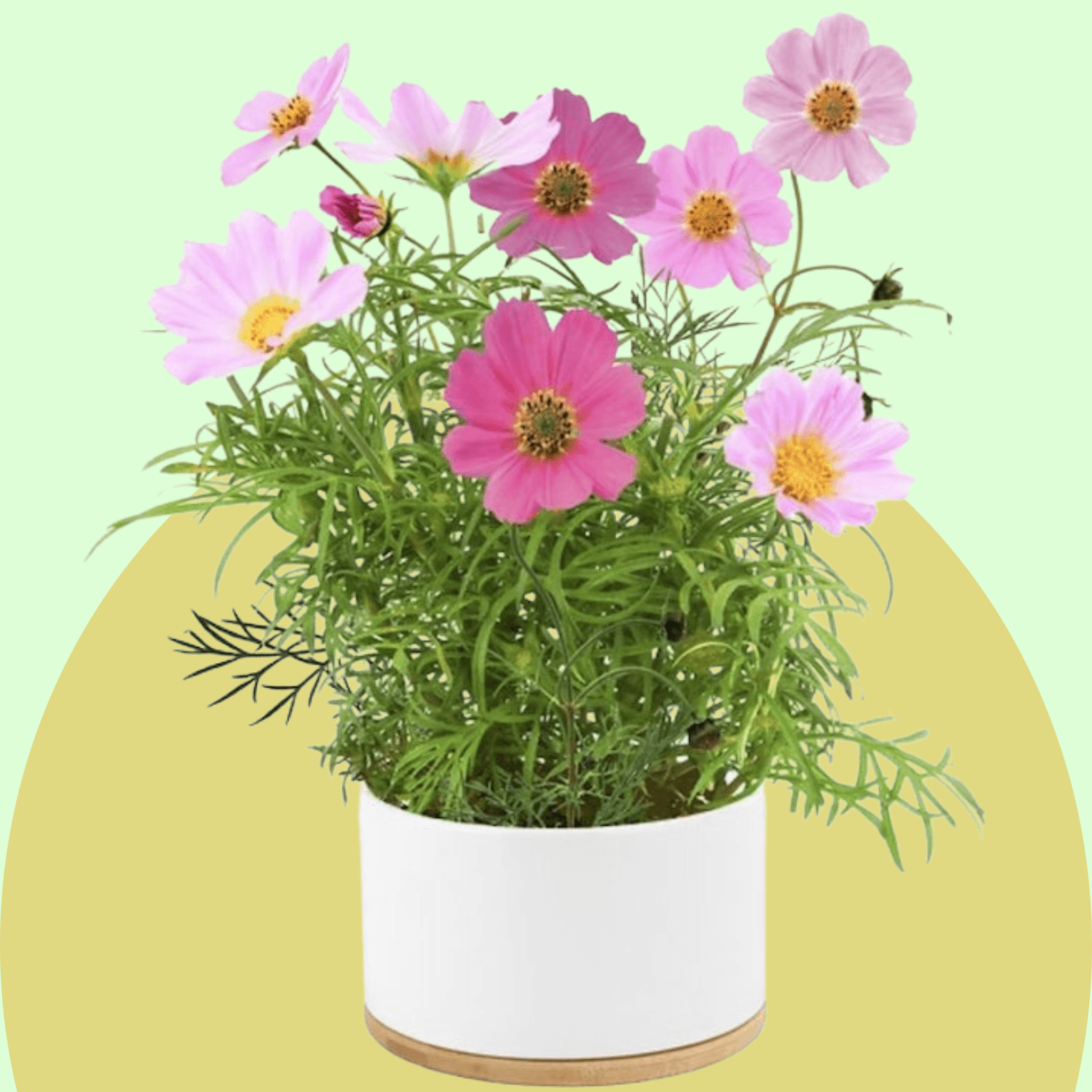 Cosmos