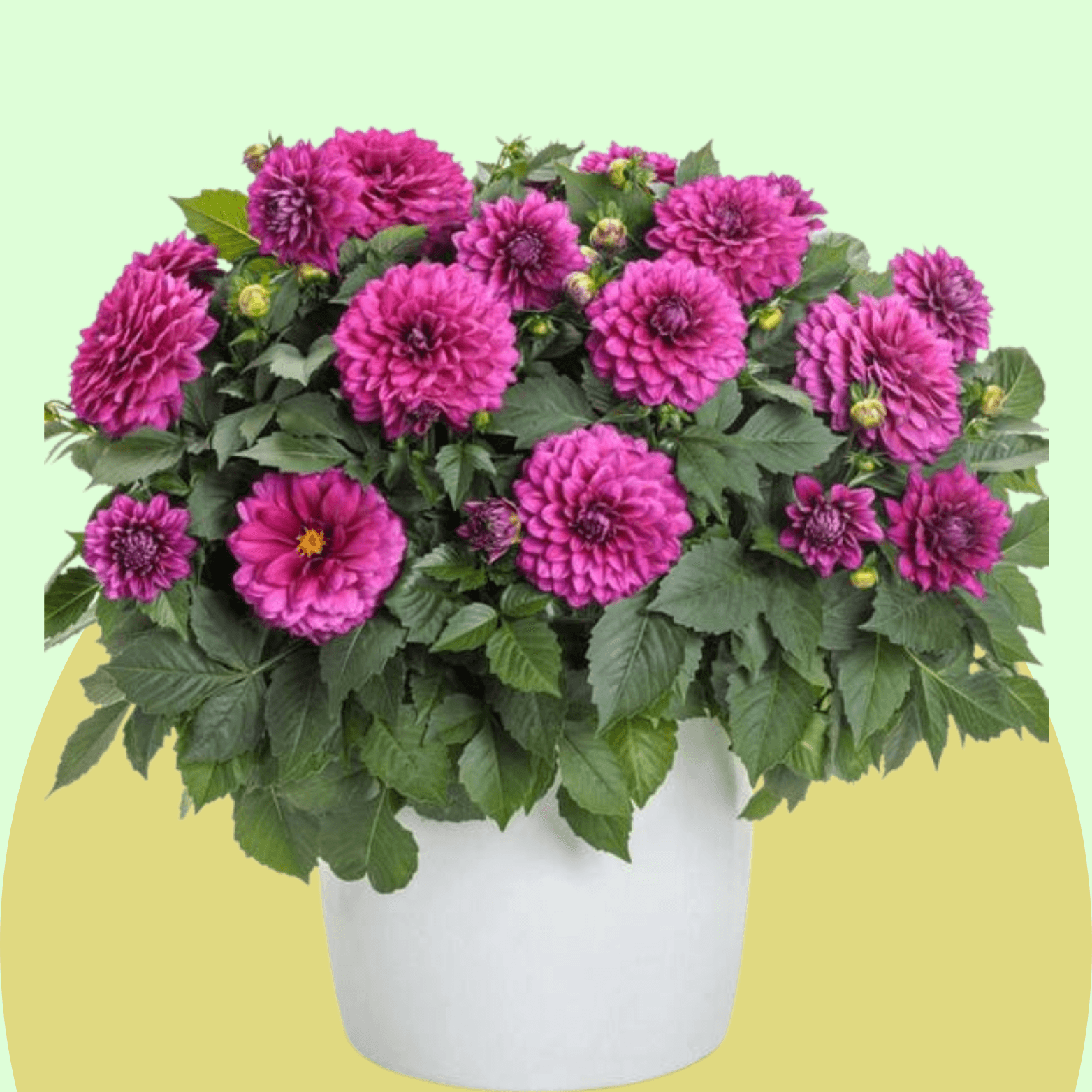 Dahlia