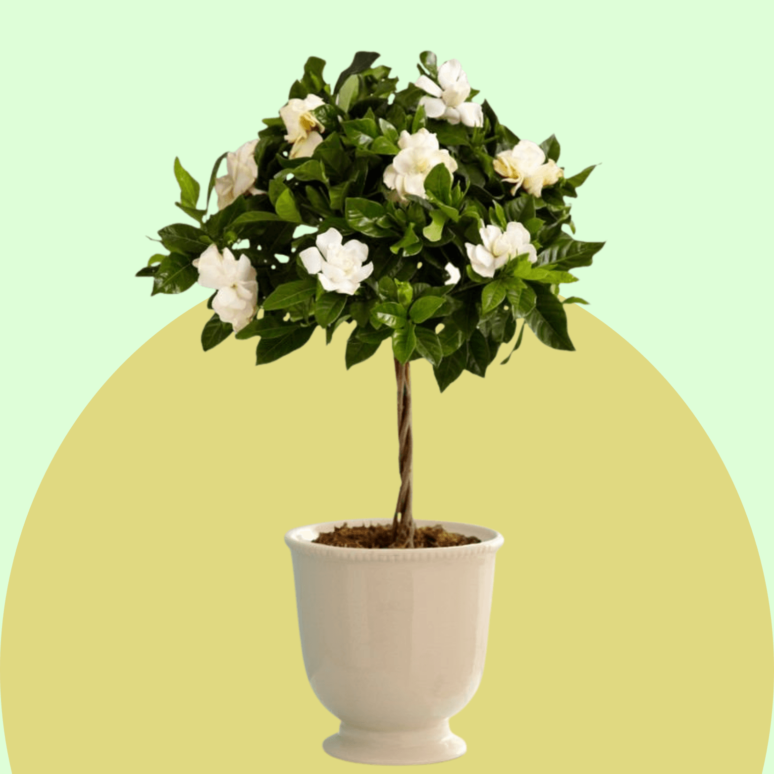 Gardenia