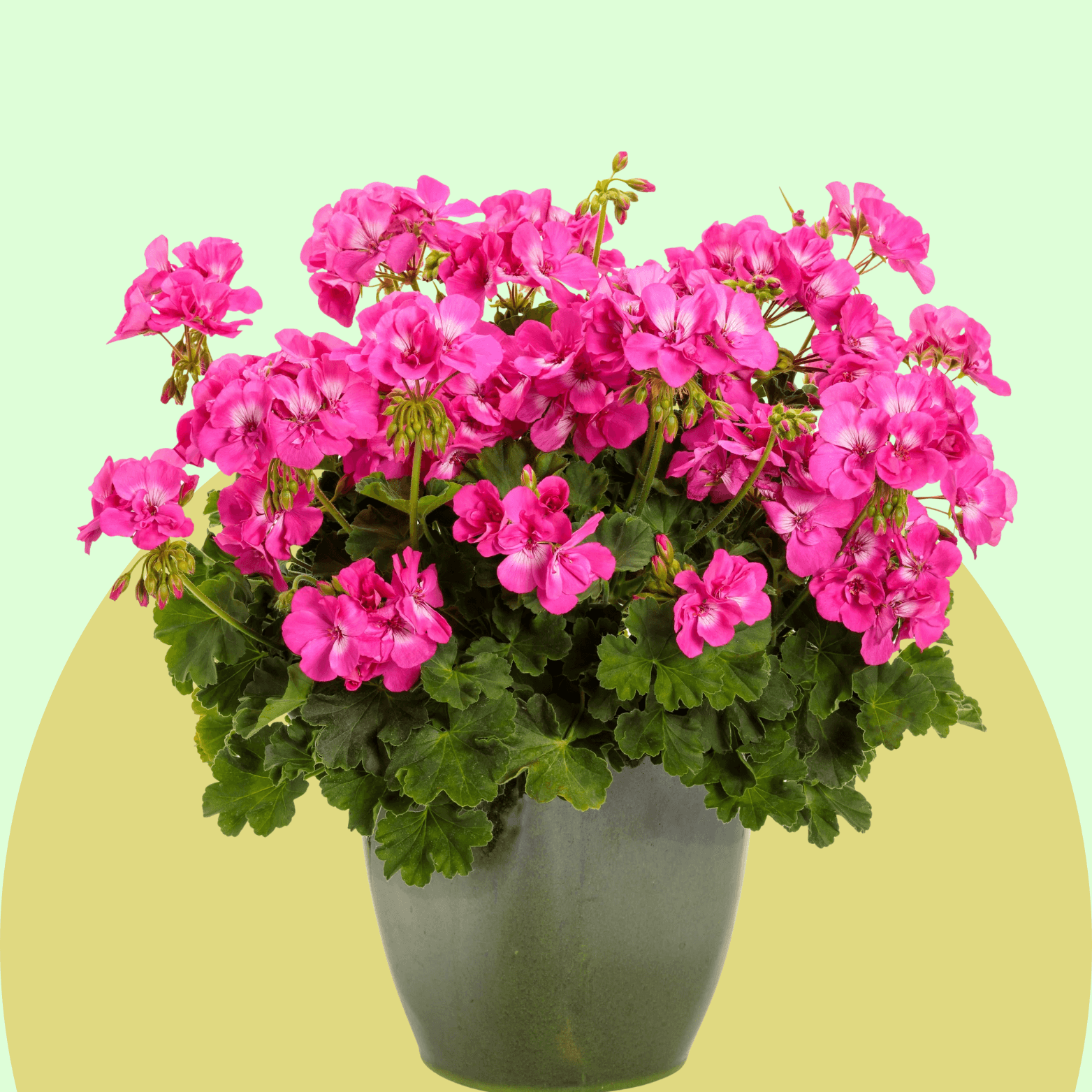Geranium