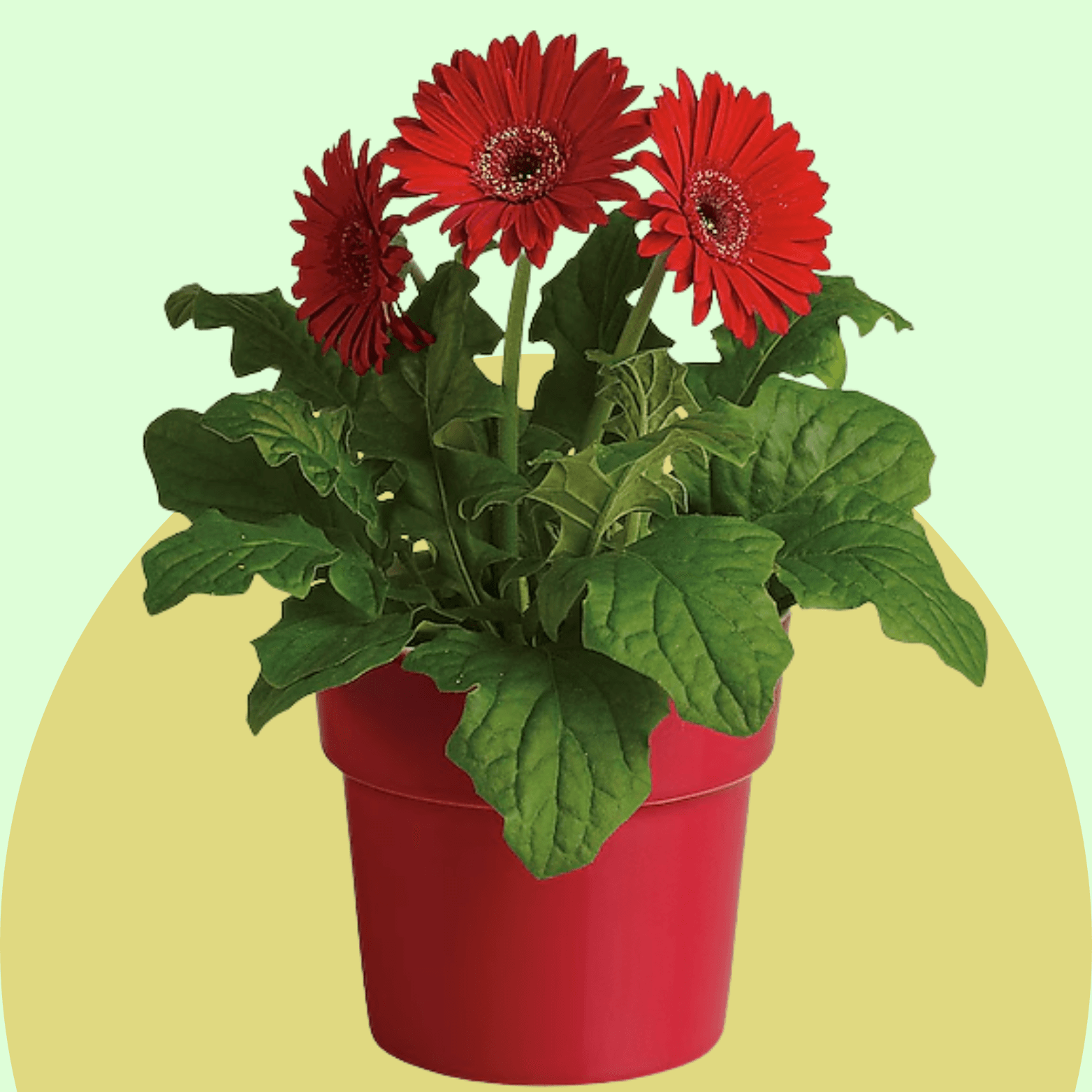 Gerbera