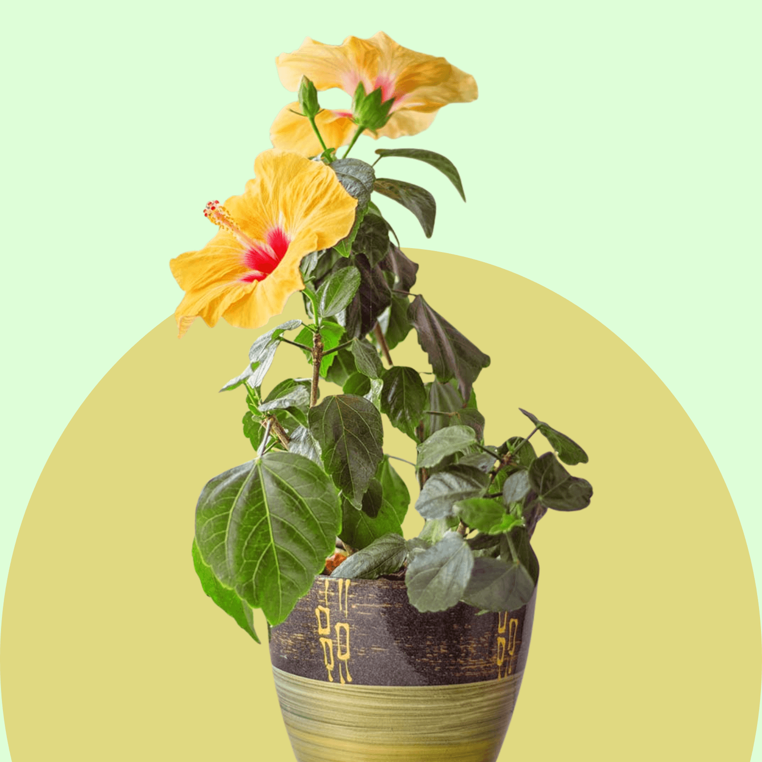 Hibiscus
