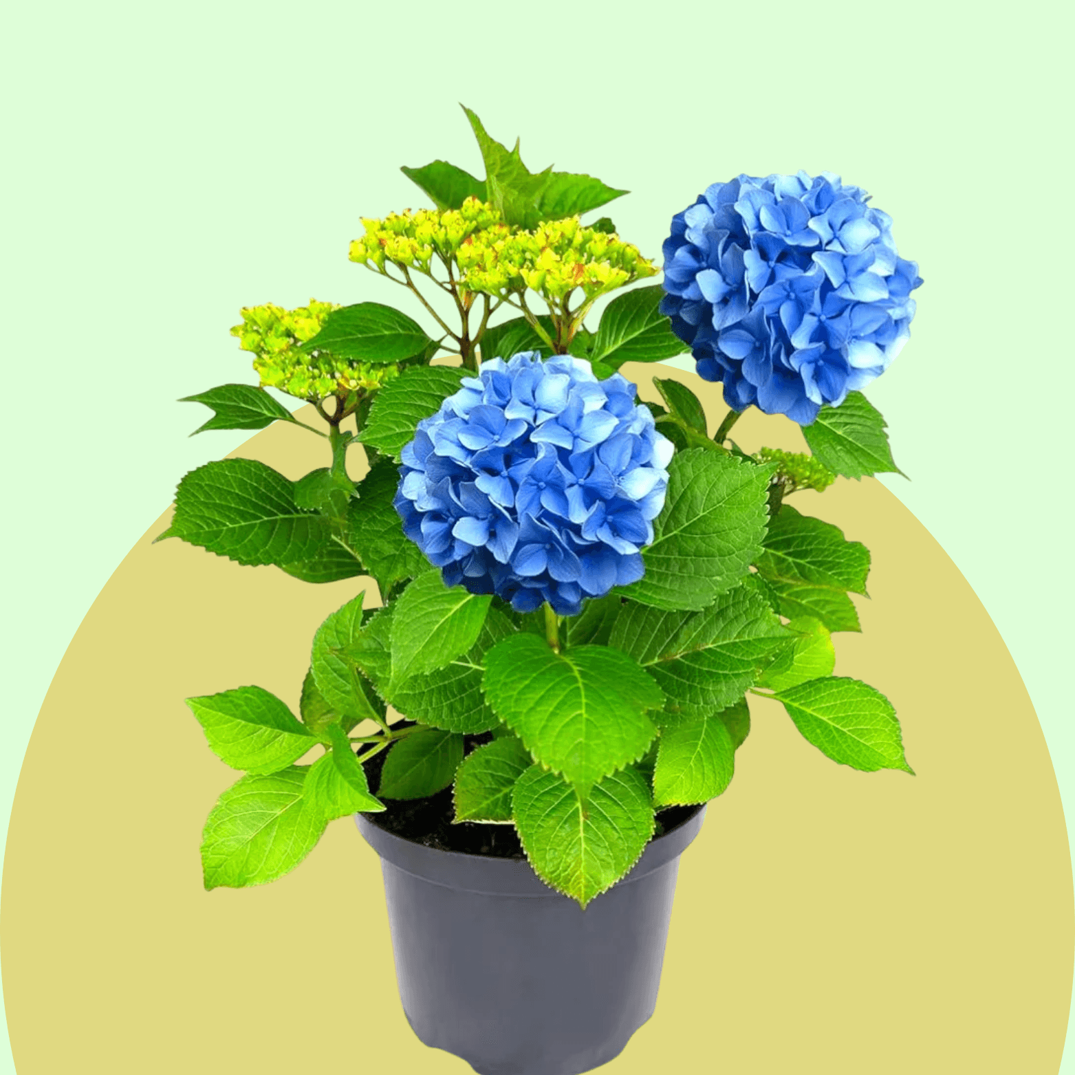Hydrangea