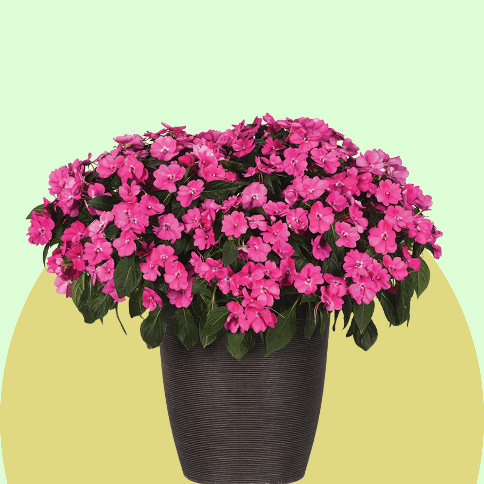 Impatiens