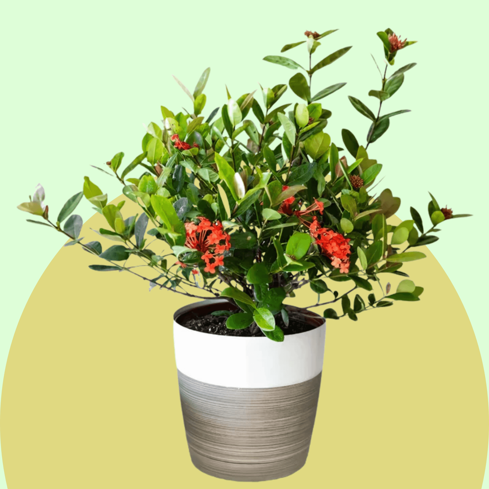 Ixora