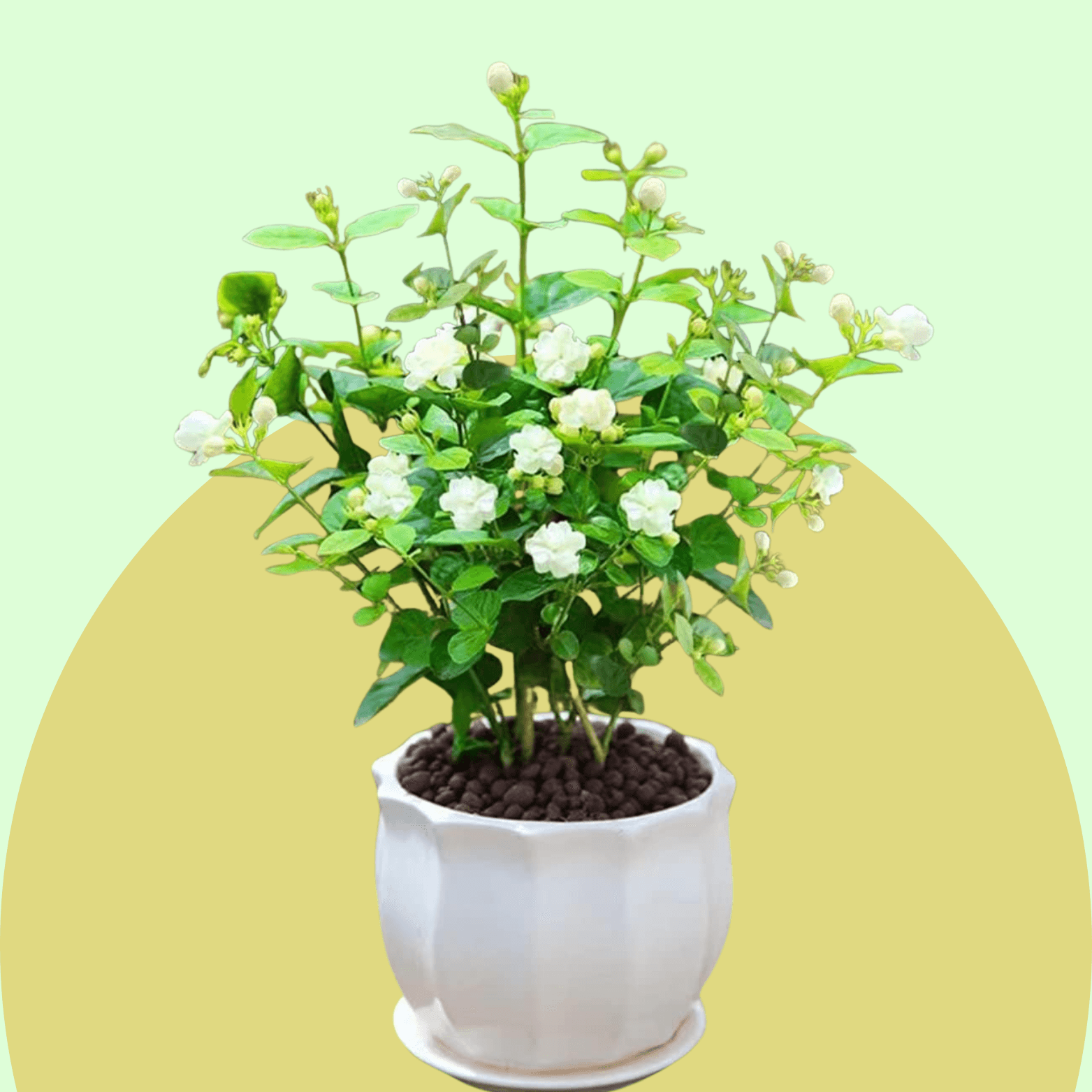 Jasmine