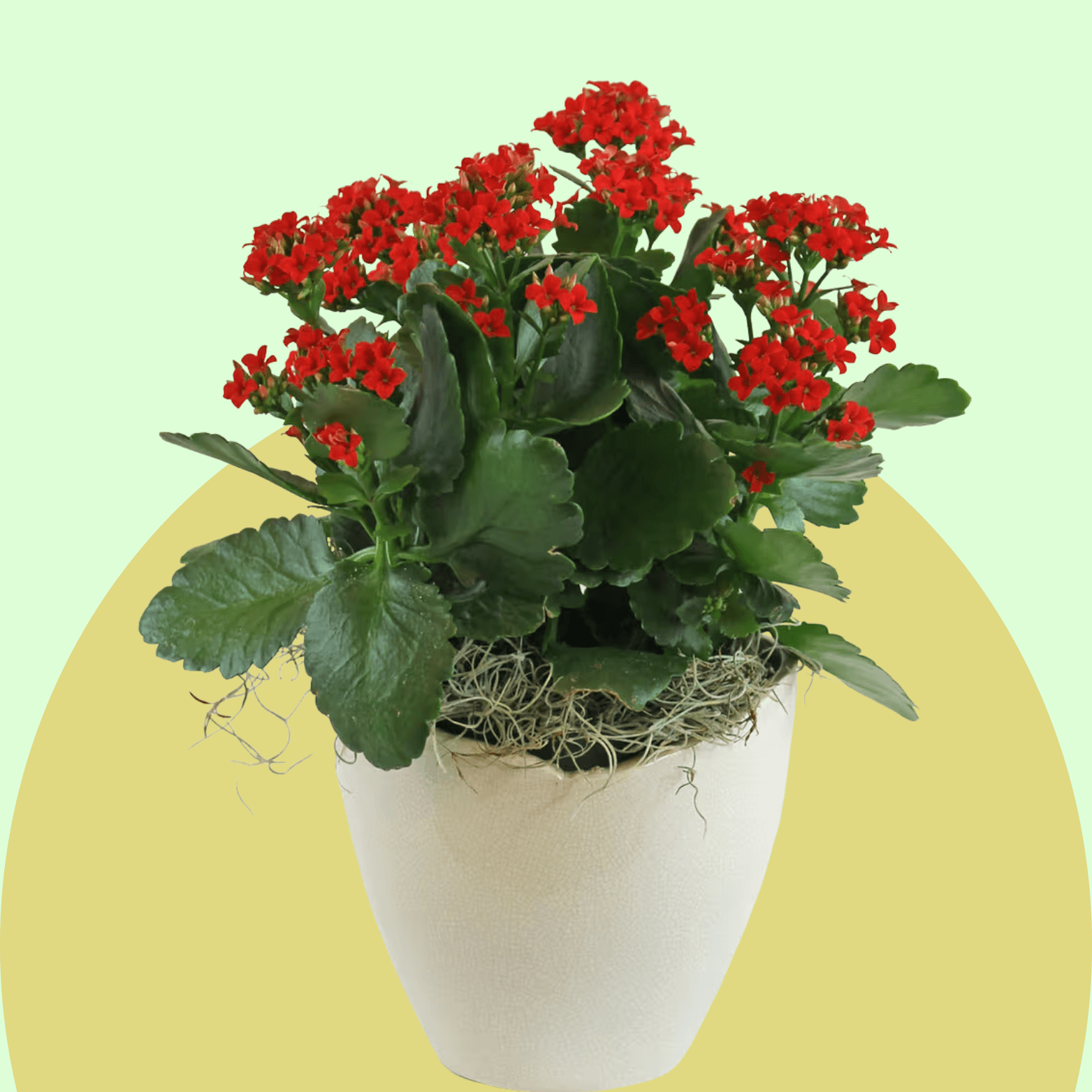 Kalanchoe