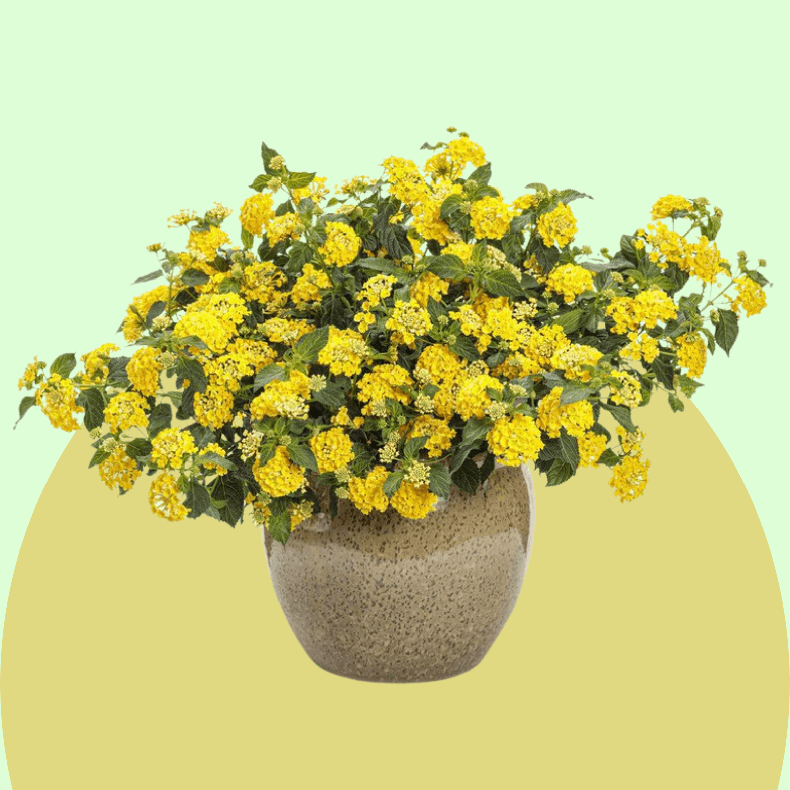 Lantana