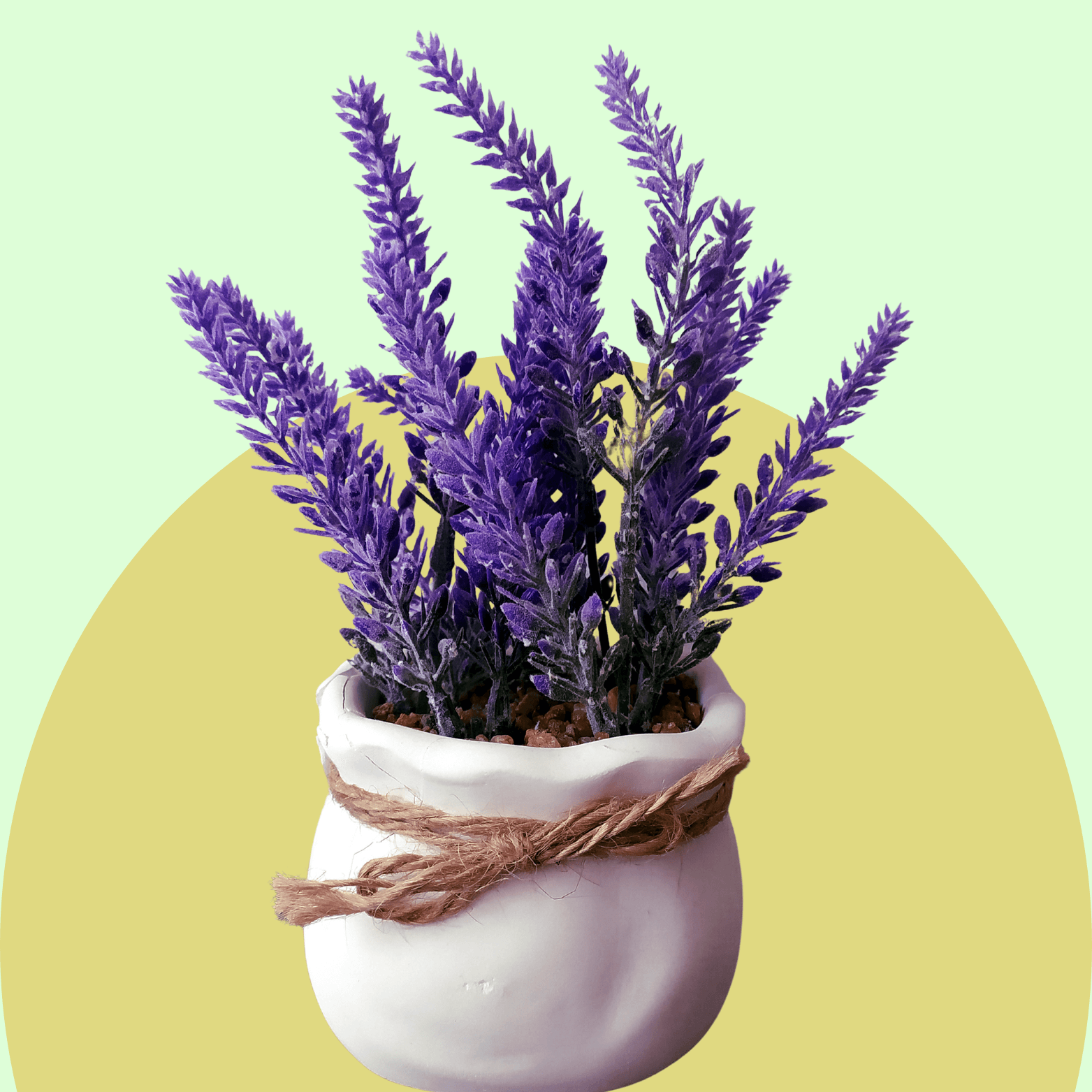 Lavender