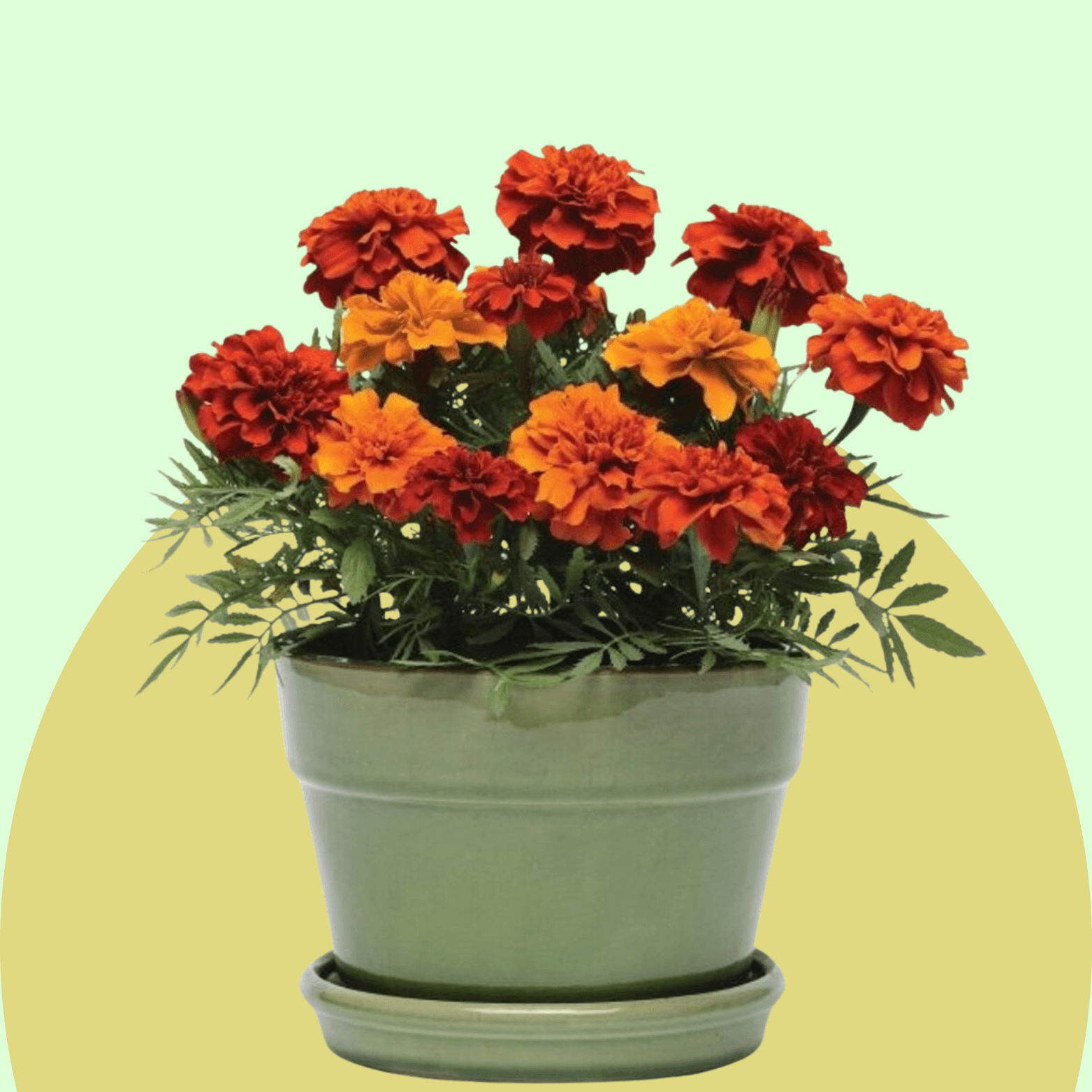 Marigold