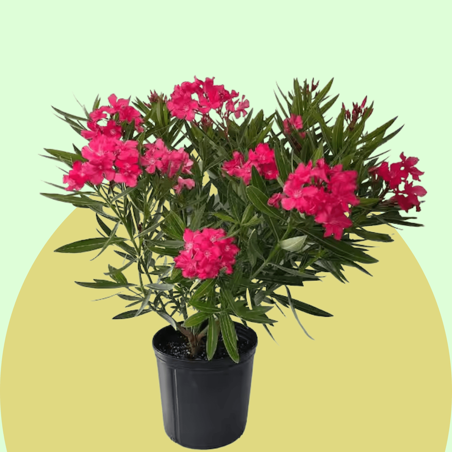 Oleander