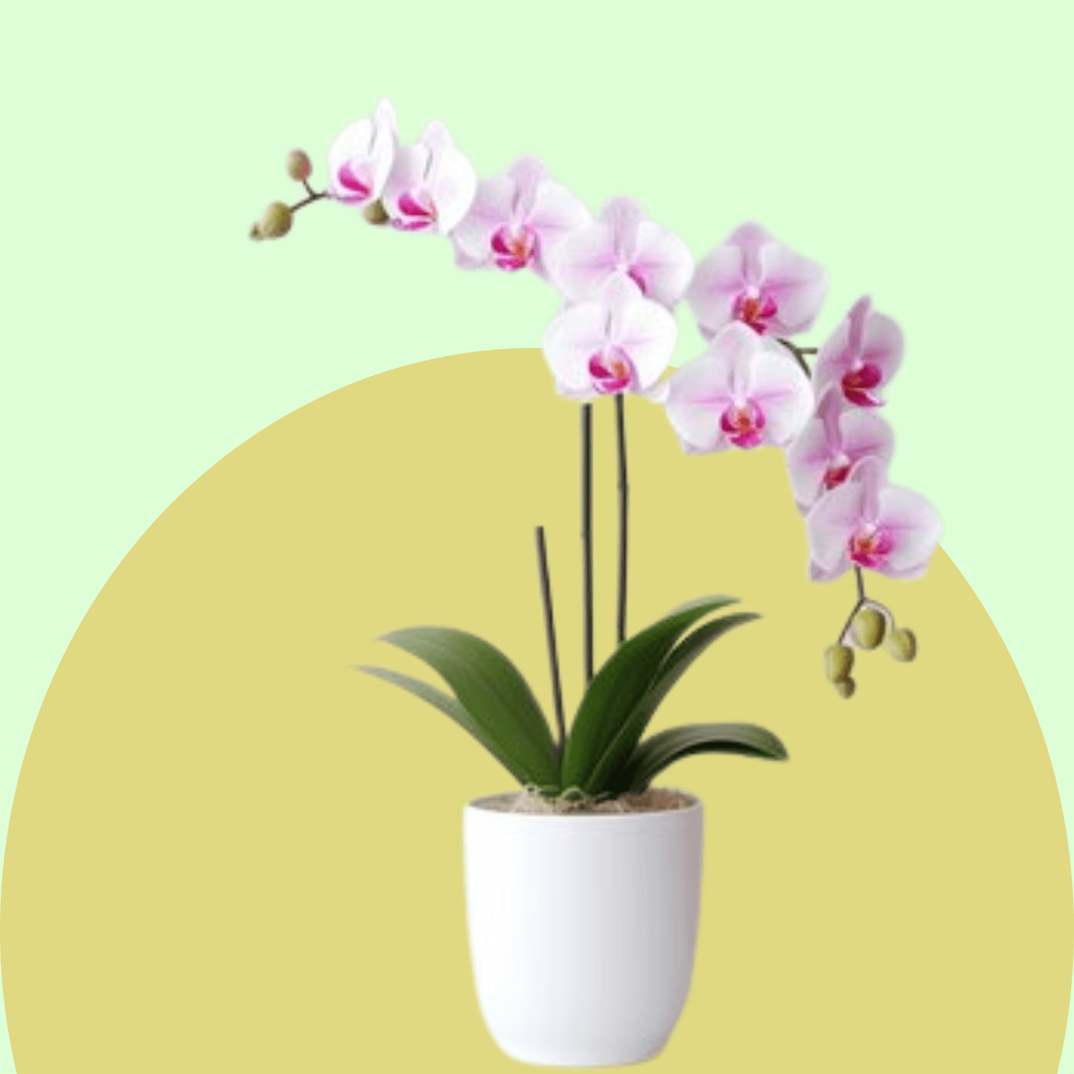 Orchid
