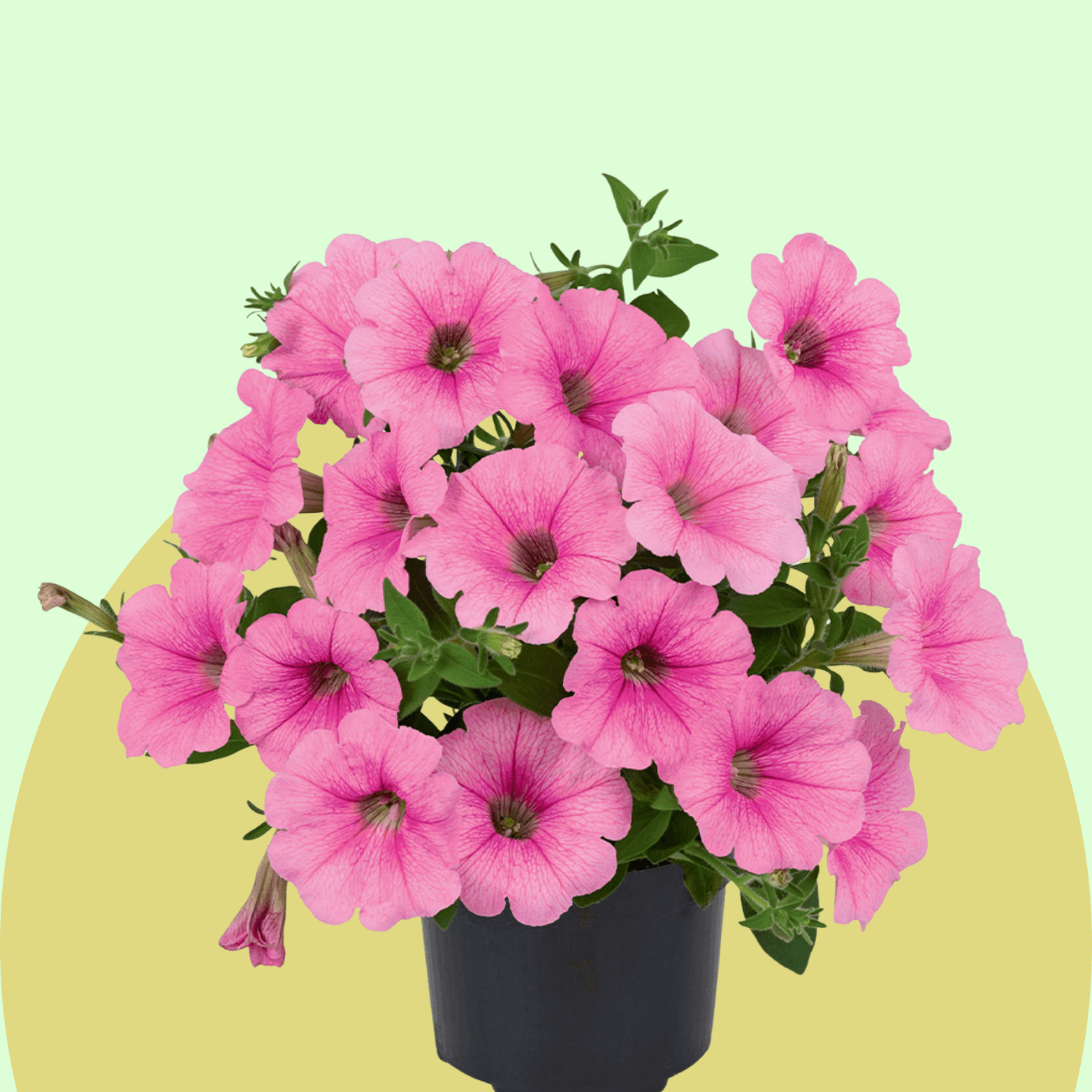 Petunia