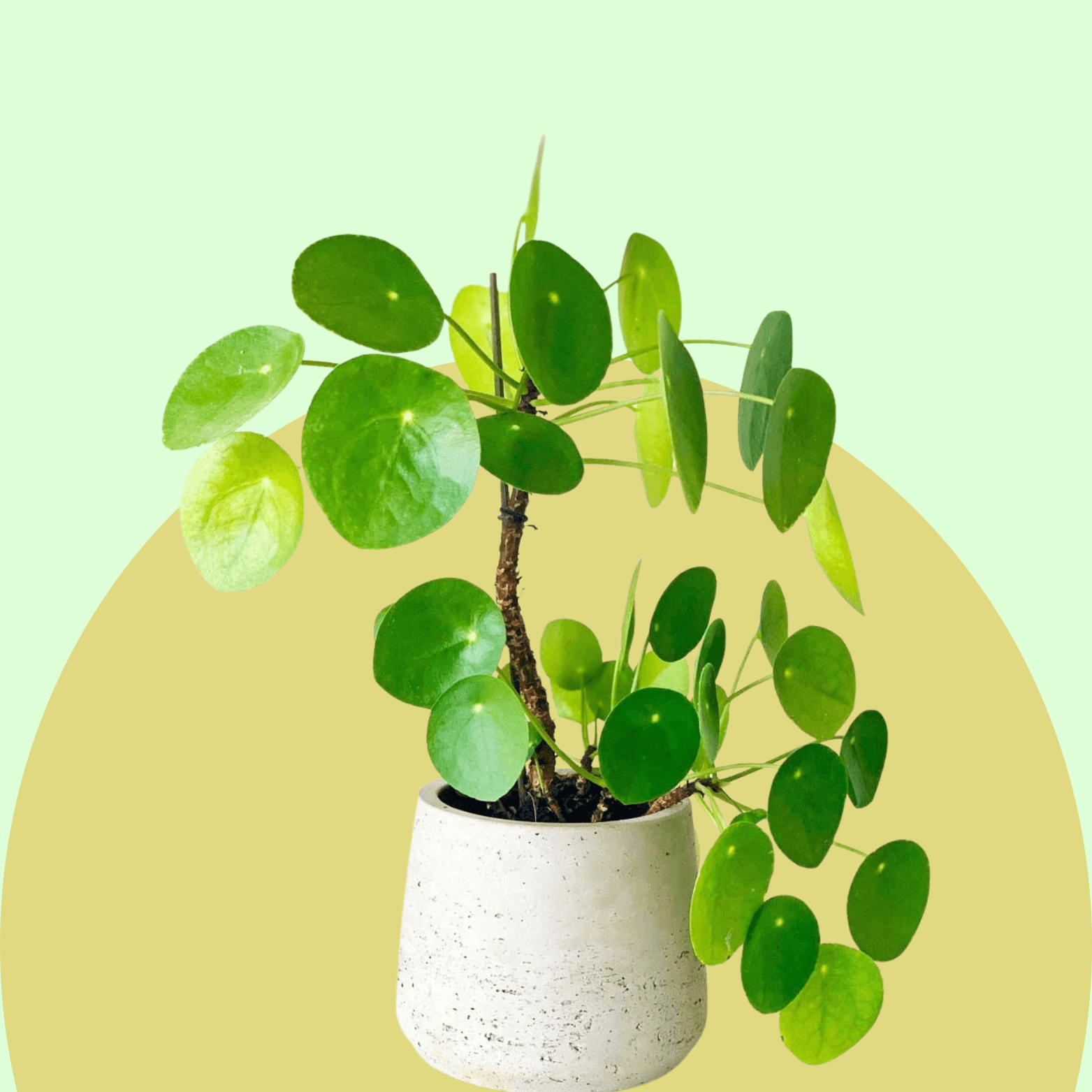 Pilea