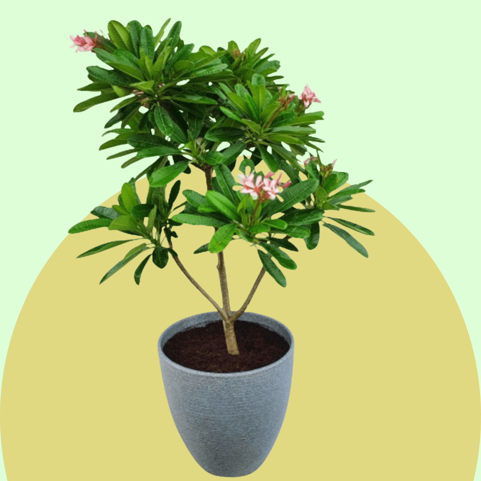 Plumeria
