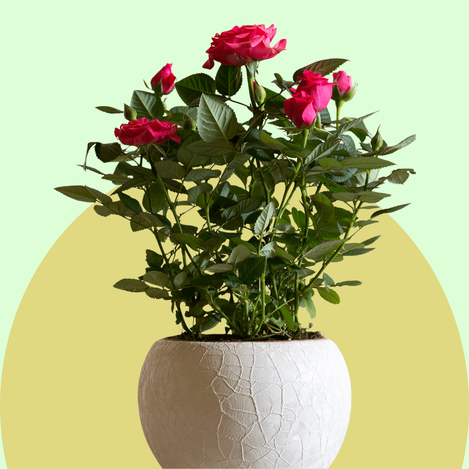 Outdoor Plants