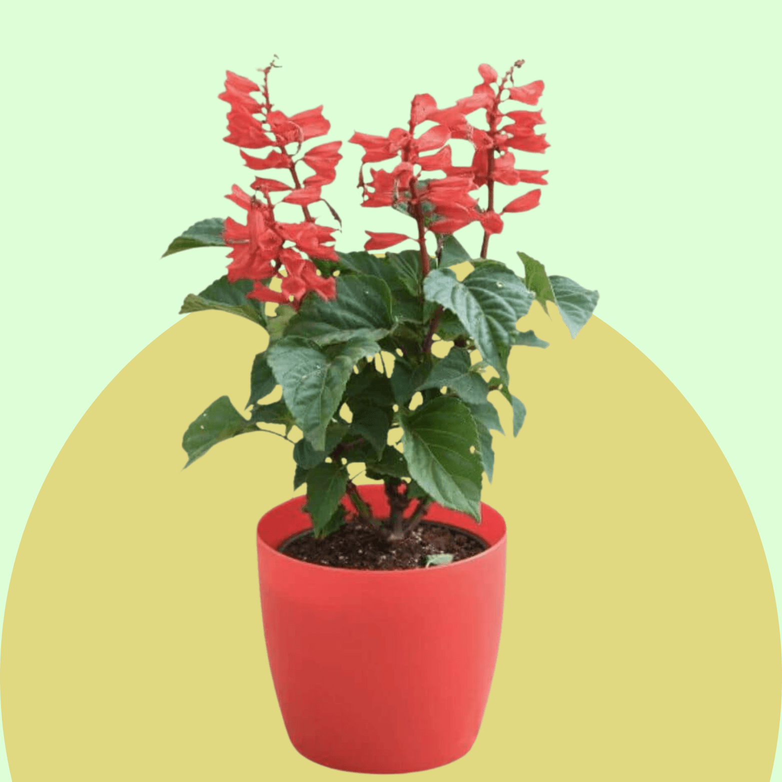 Salvia