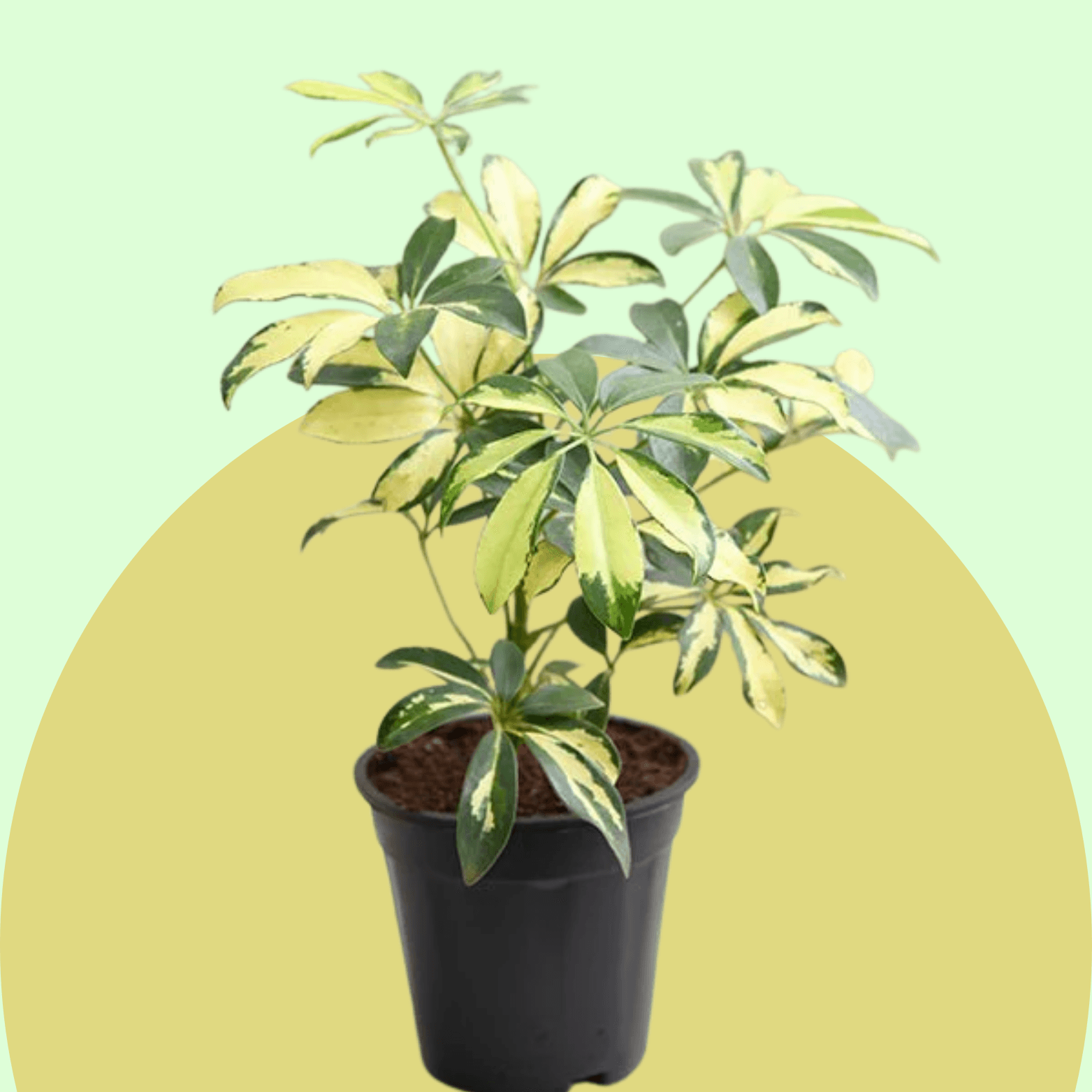 Schefflera