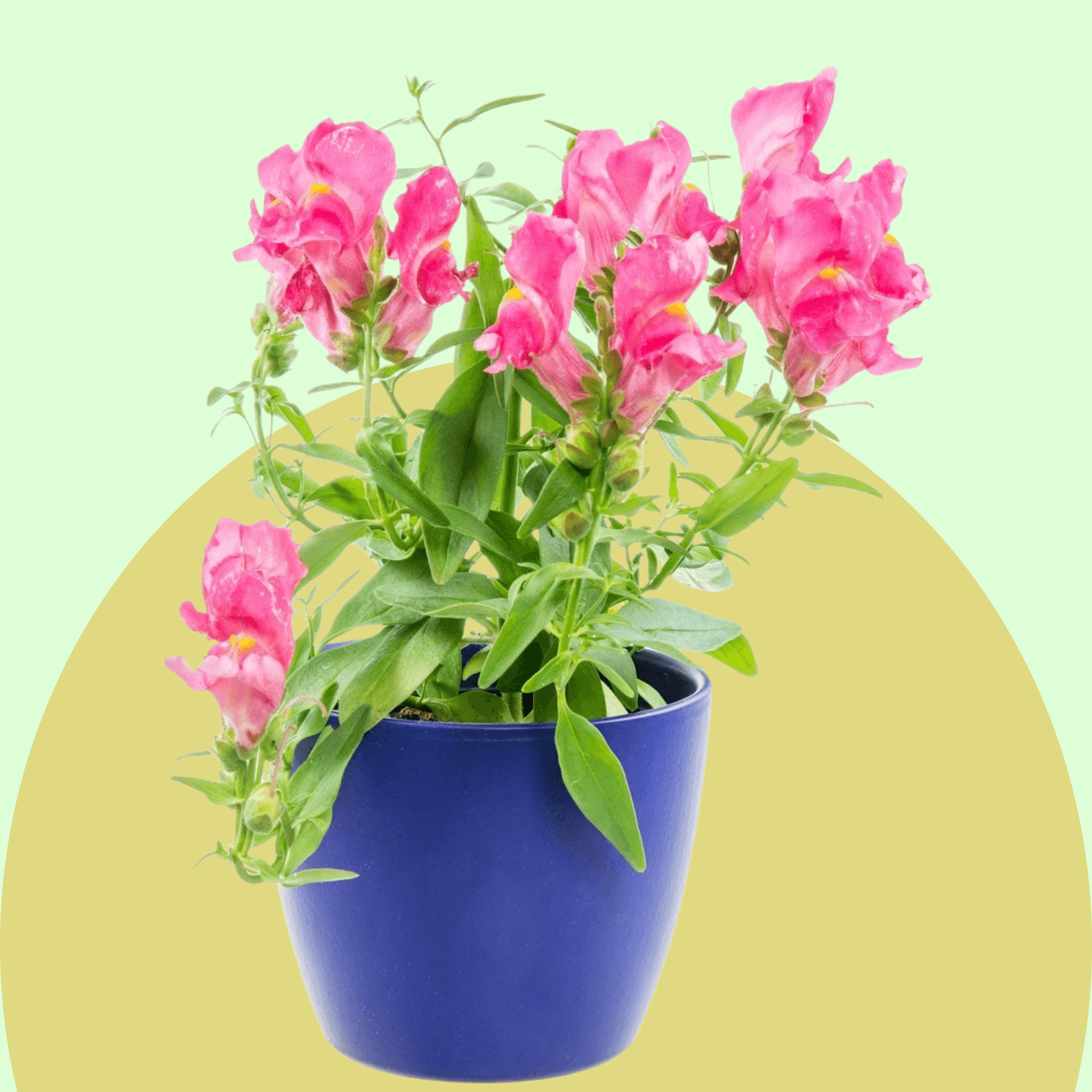 Snapdragons