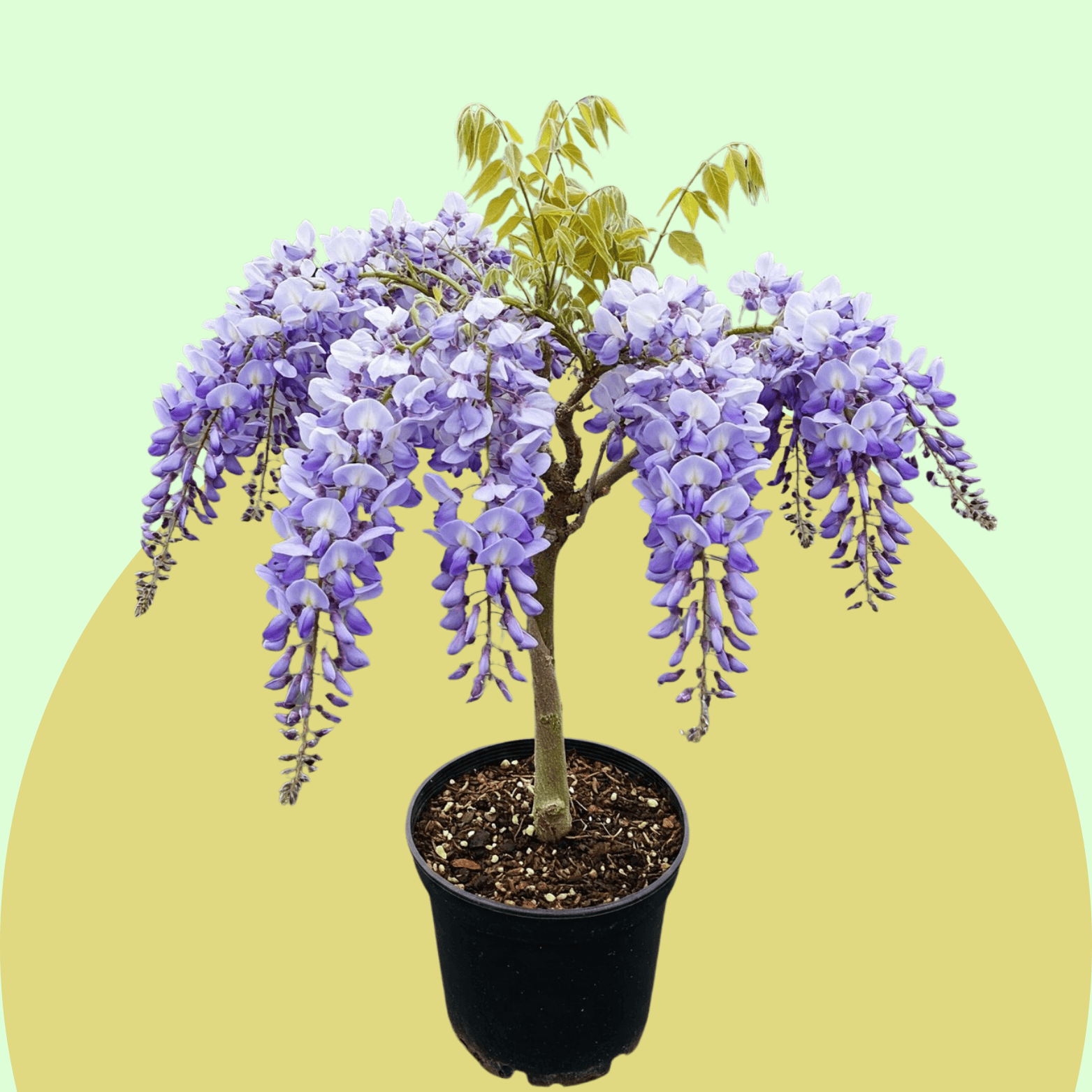 Wisteria