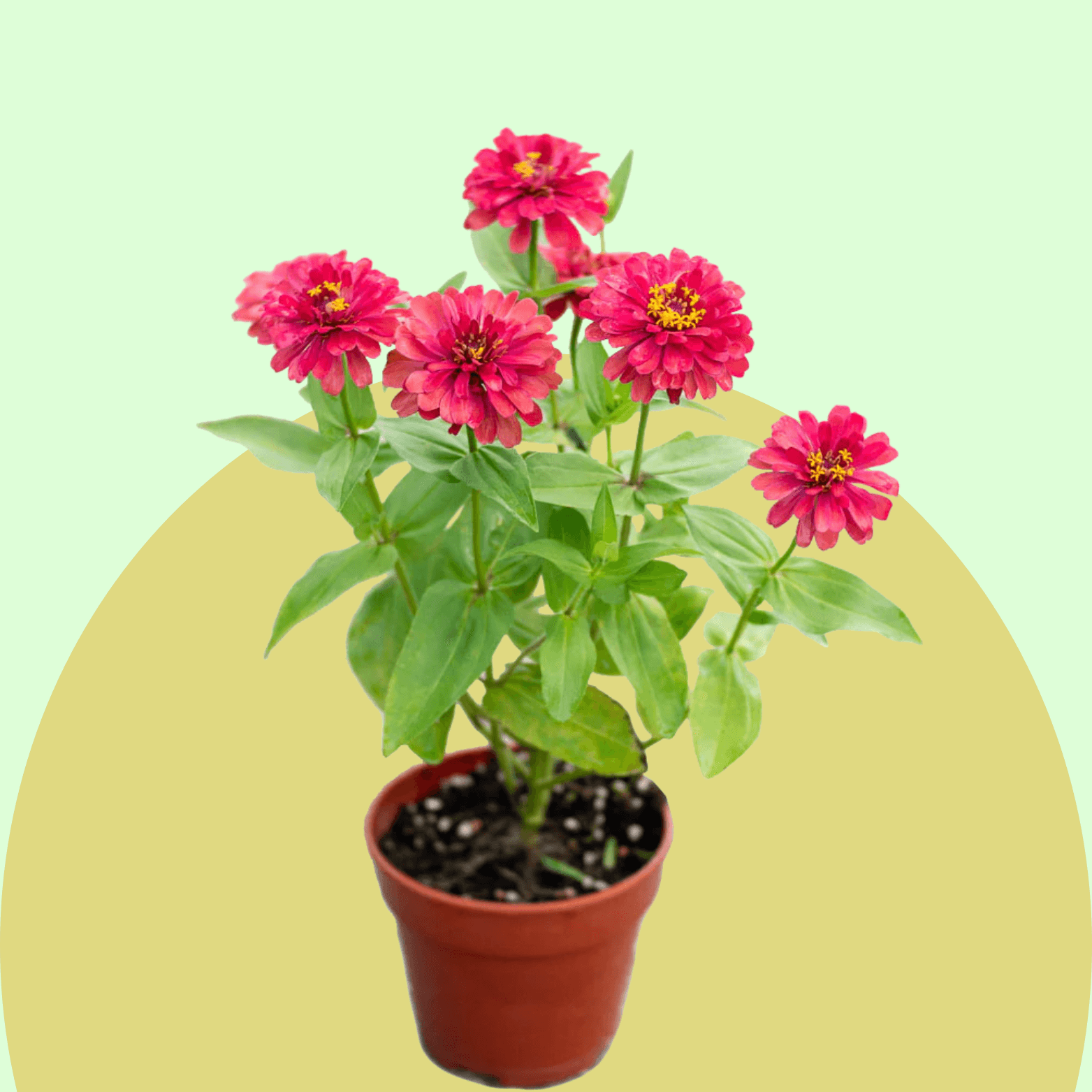 Zinnia