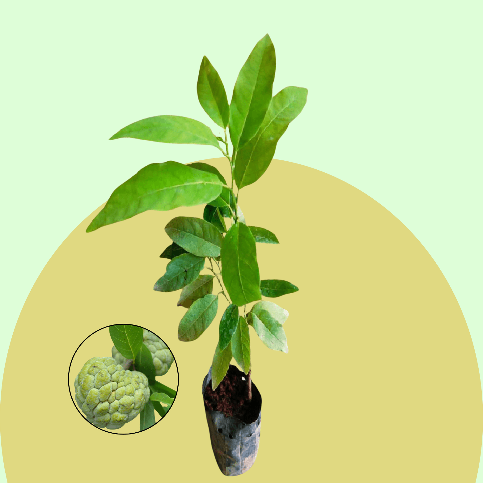 Custard Apple