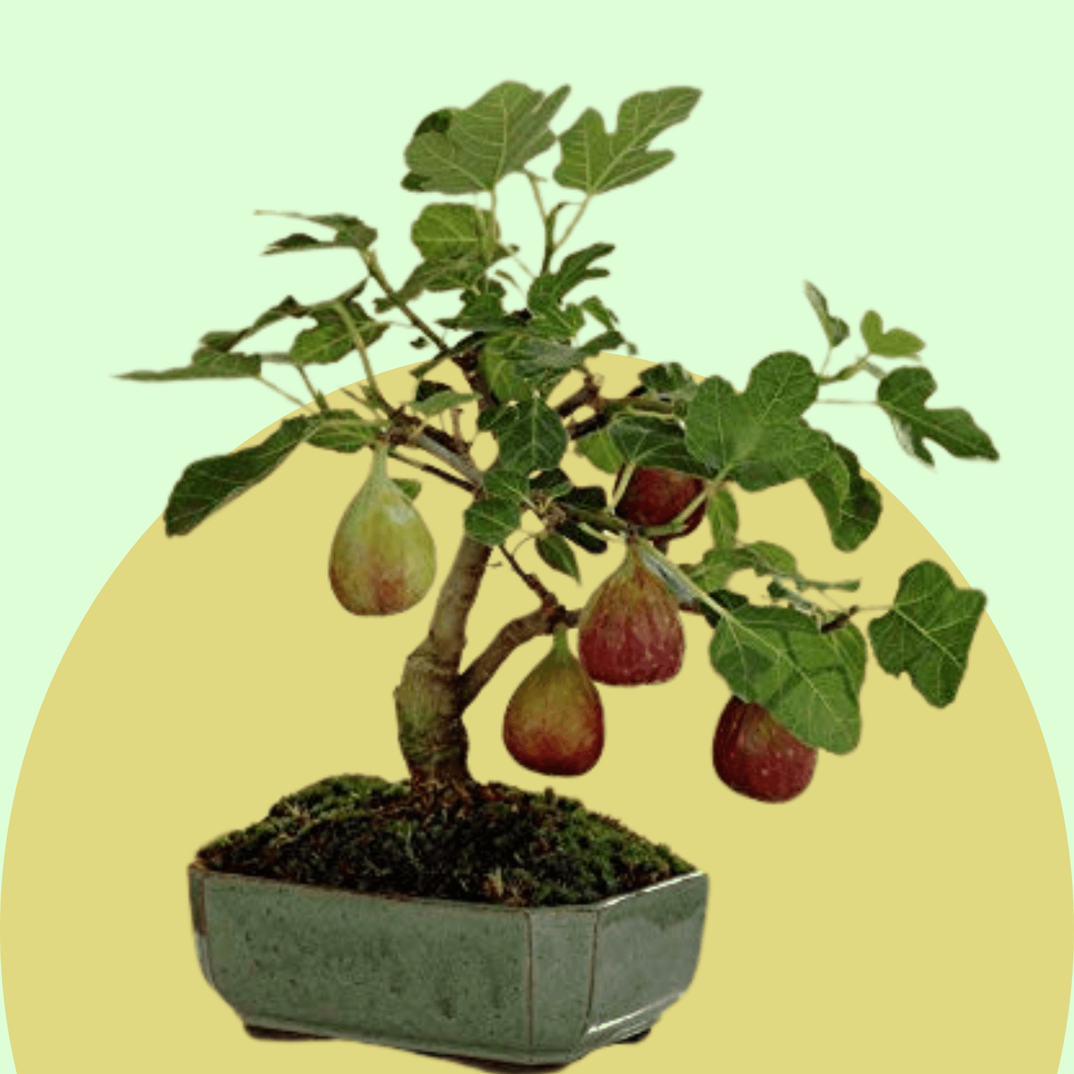 Fig
