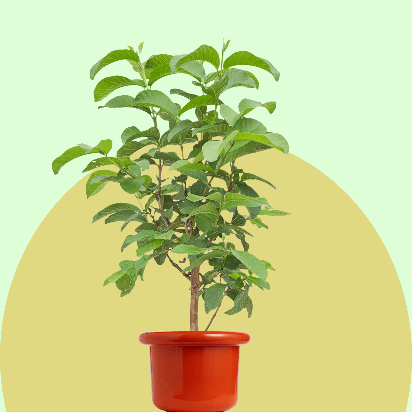 Guava