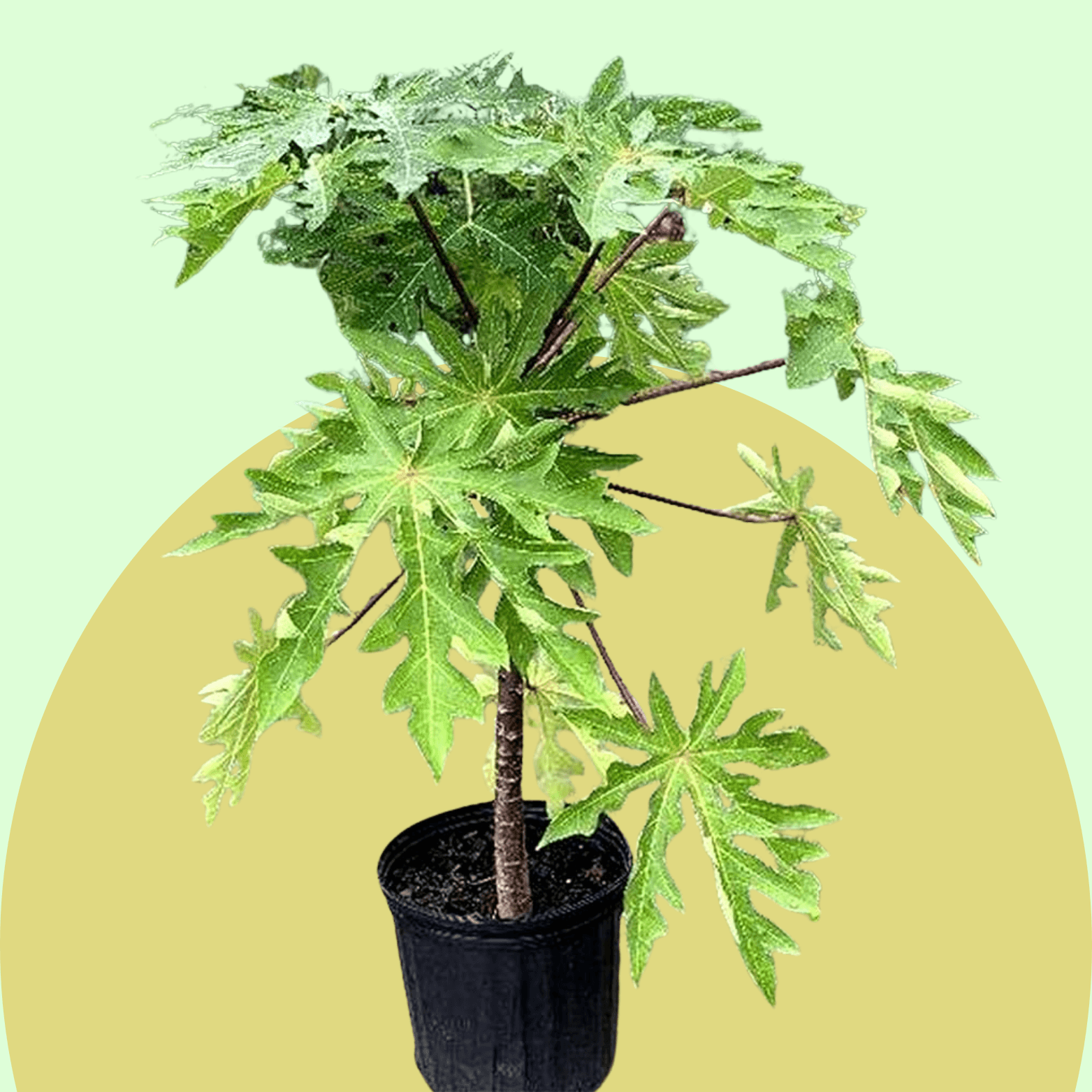 Papaya