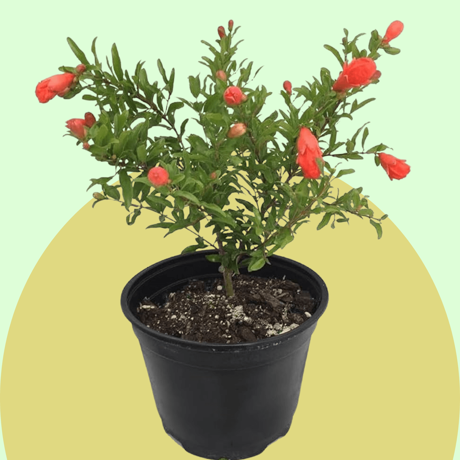 Pomegranate