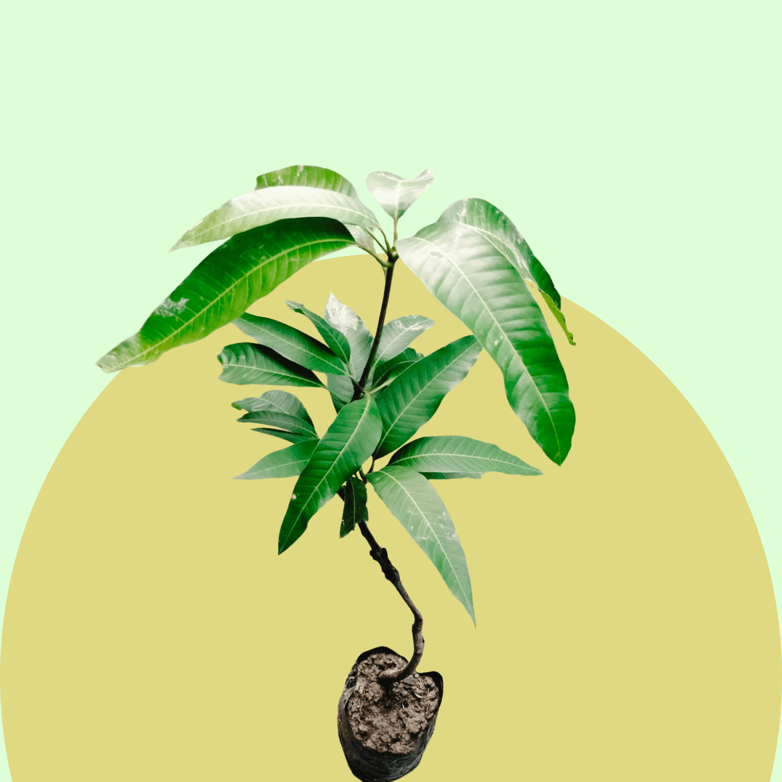 Fruiting Plants