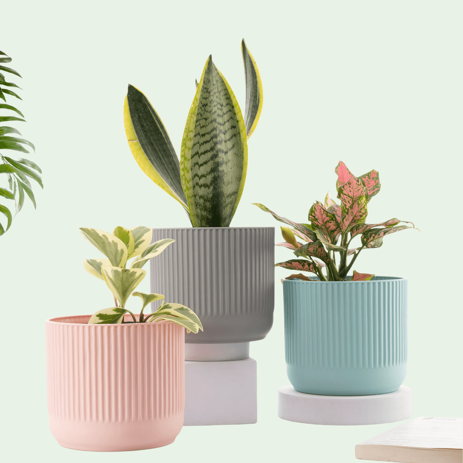 Pots & Planters