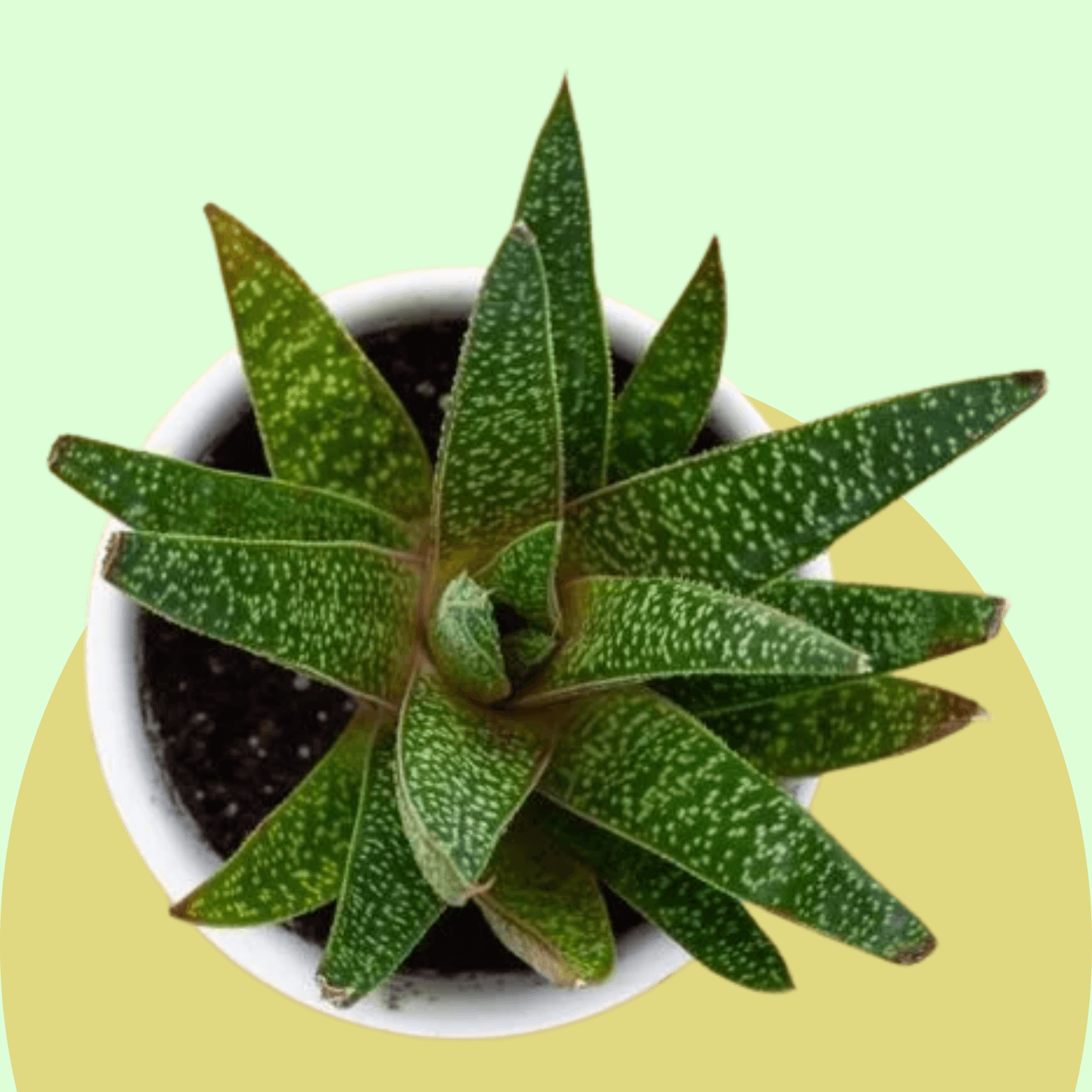 Gasteria