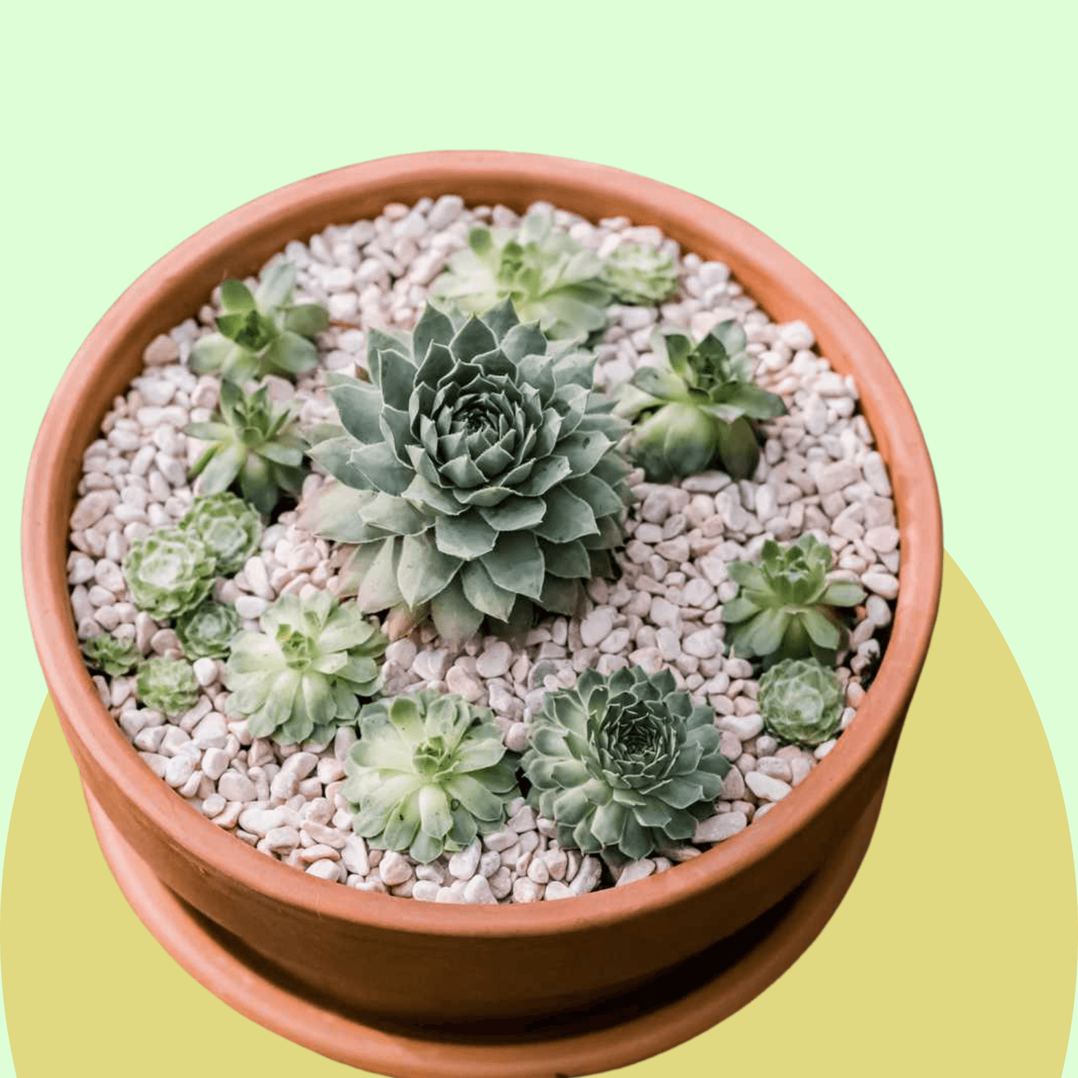 Hens & Chicks