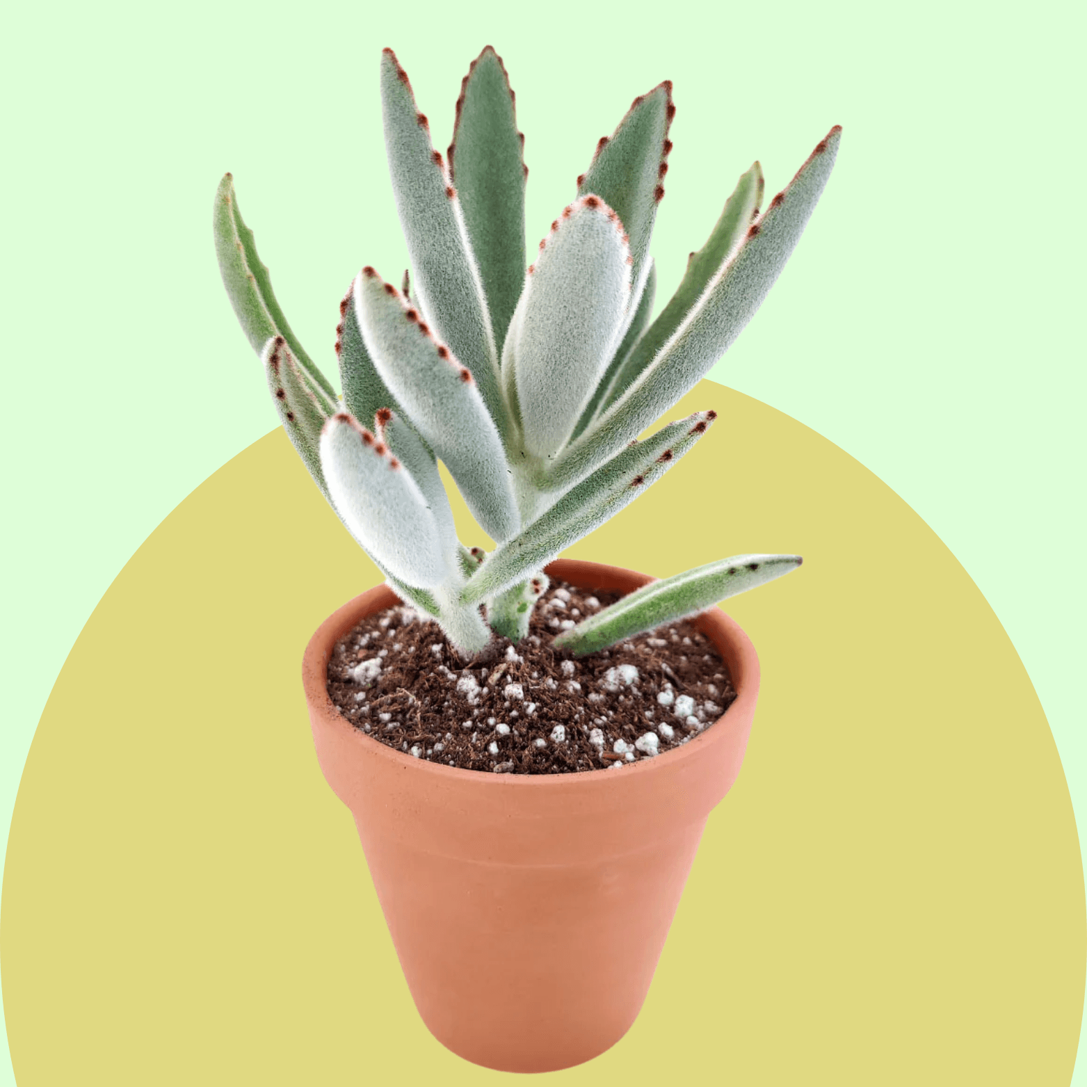 Panda Plant