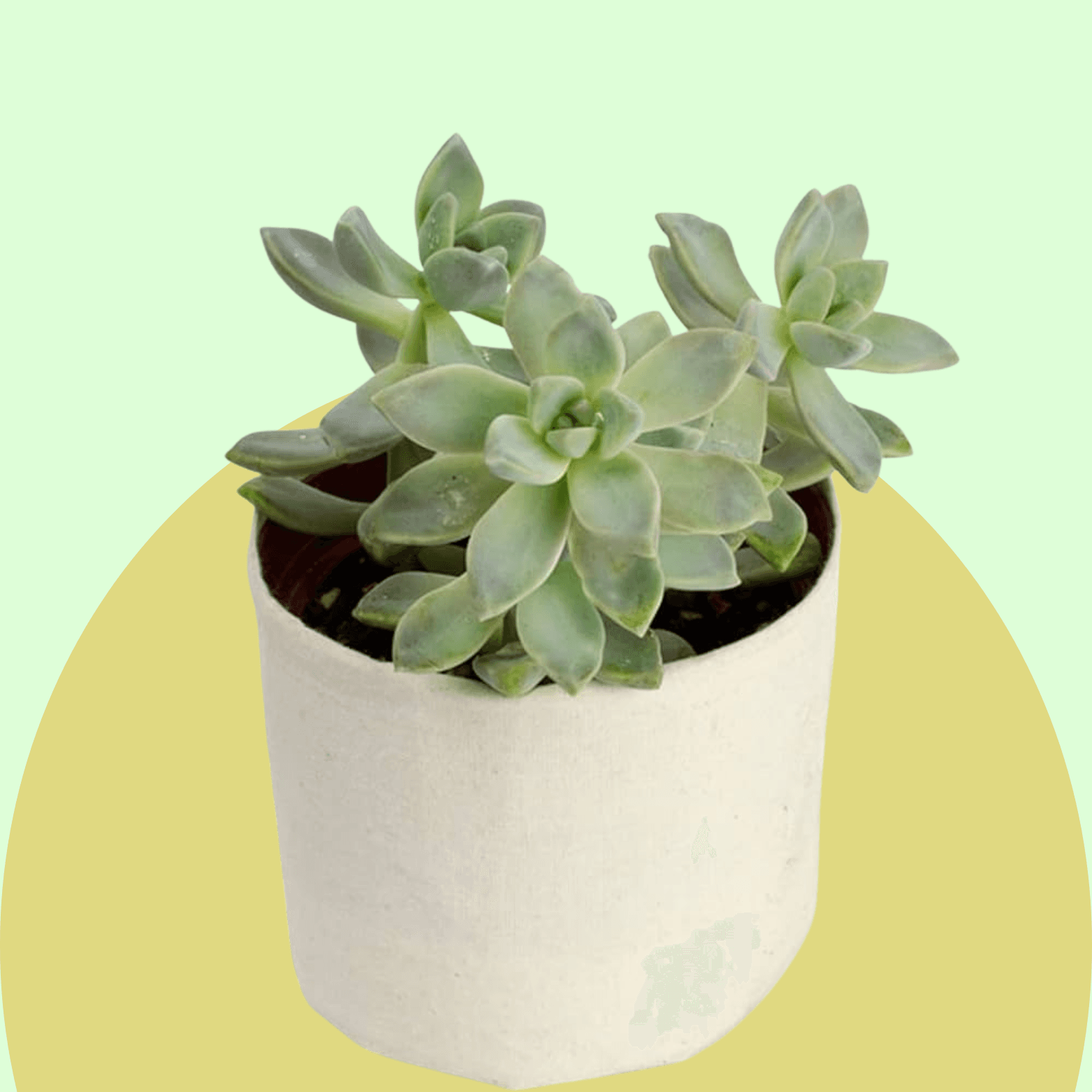 Sedum