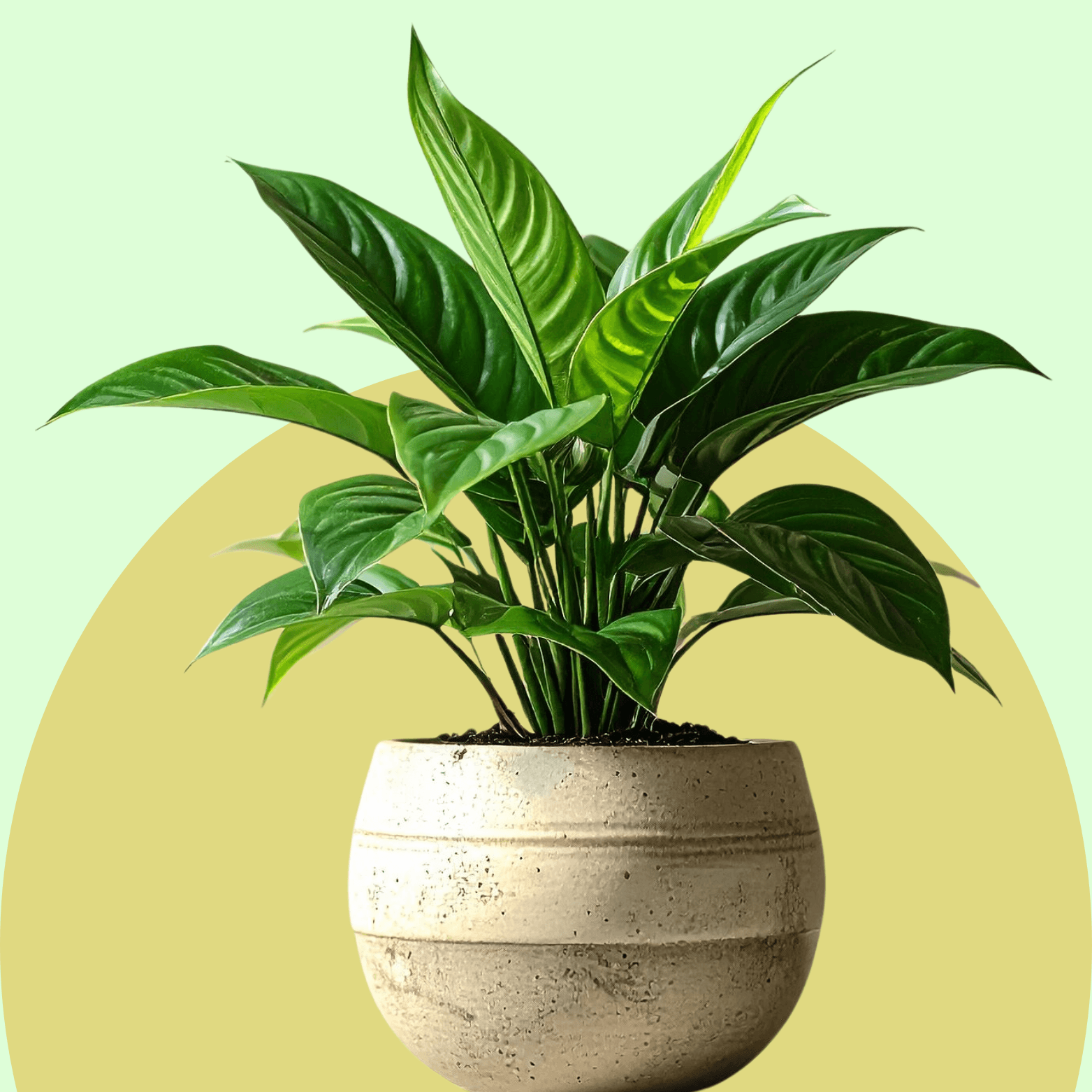 Indoor Plants