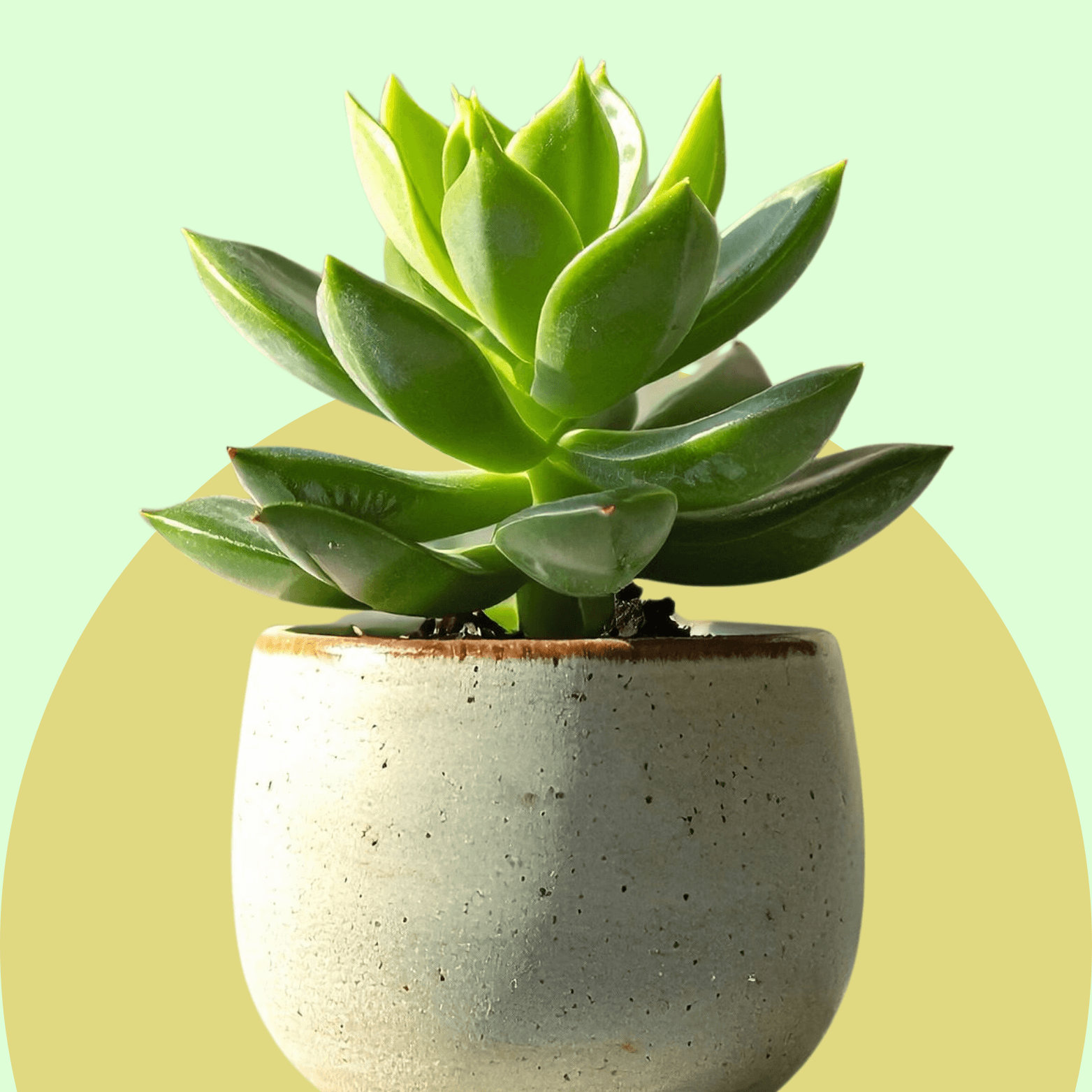 Succulents