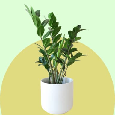 Easy Care Plants