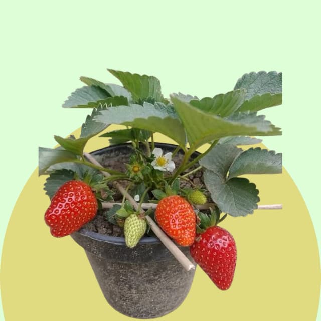 Strawberry