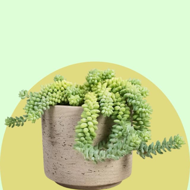 Burro's Tail